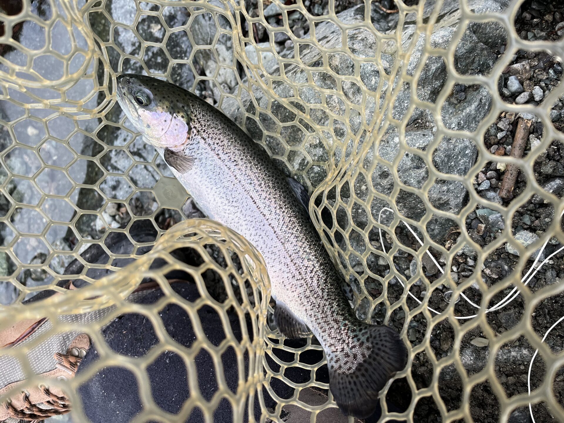 虹鱒
うらたん
10:37
