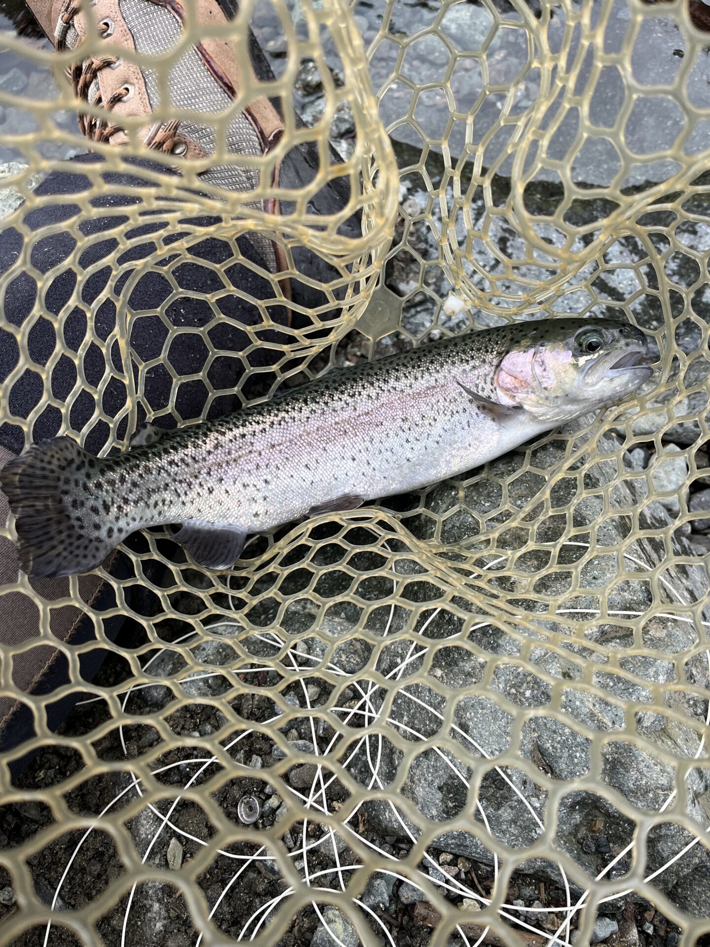 虹鱒
うらたん
10:42