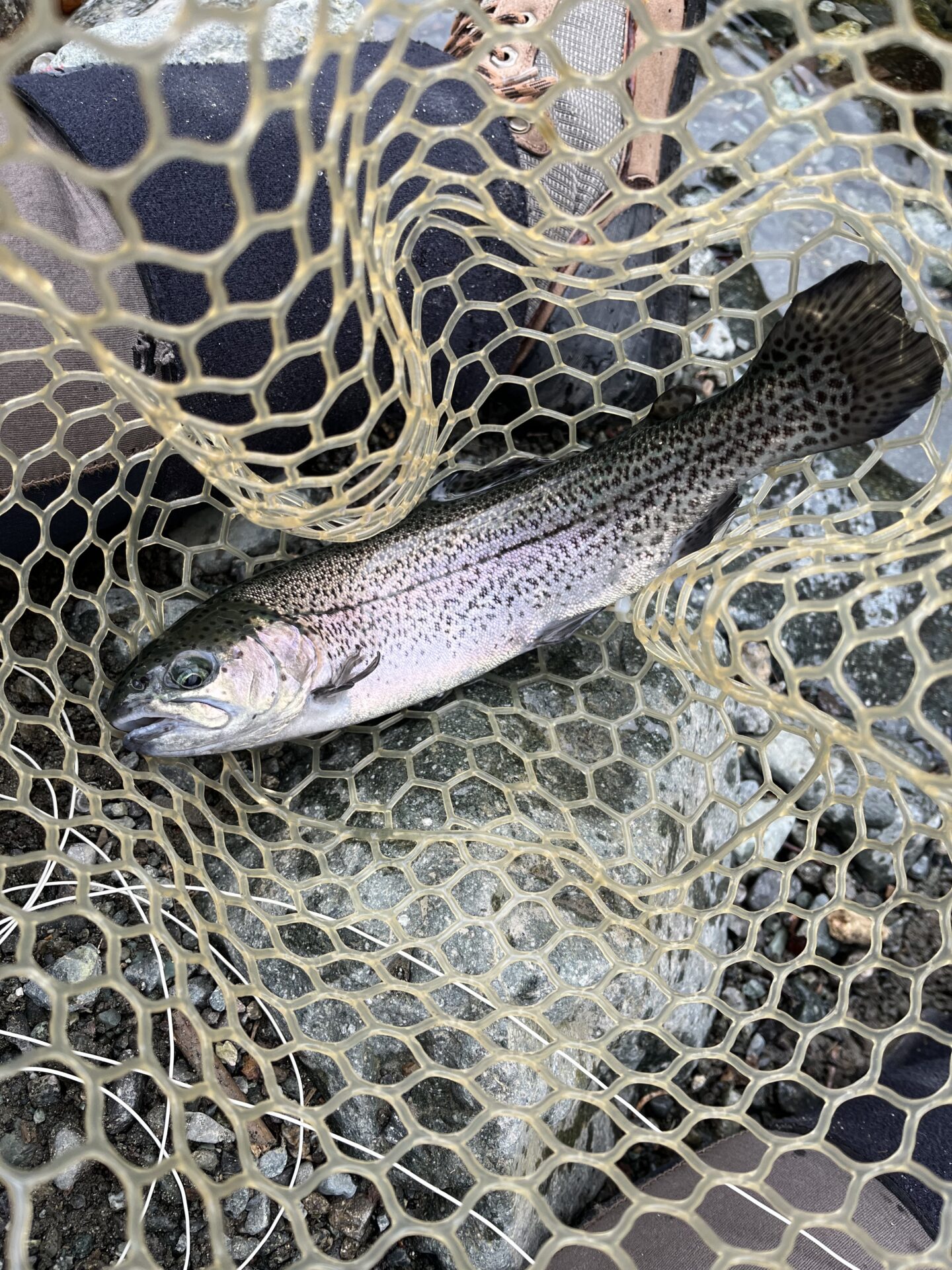 虹鱒
うらたん
10:44
