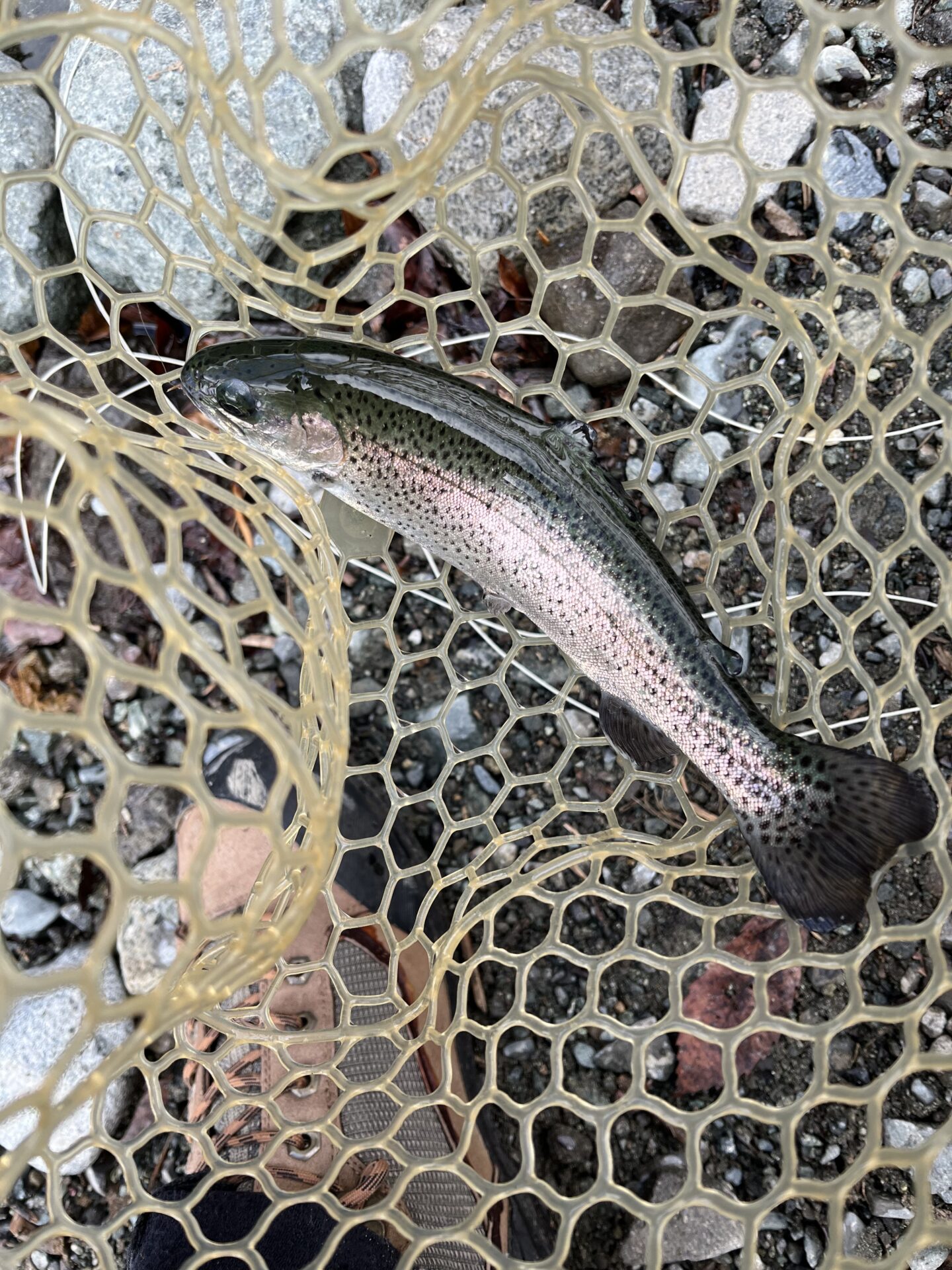 虹鱒
うらたん
11:10
