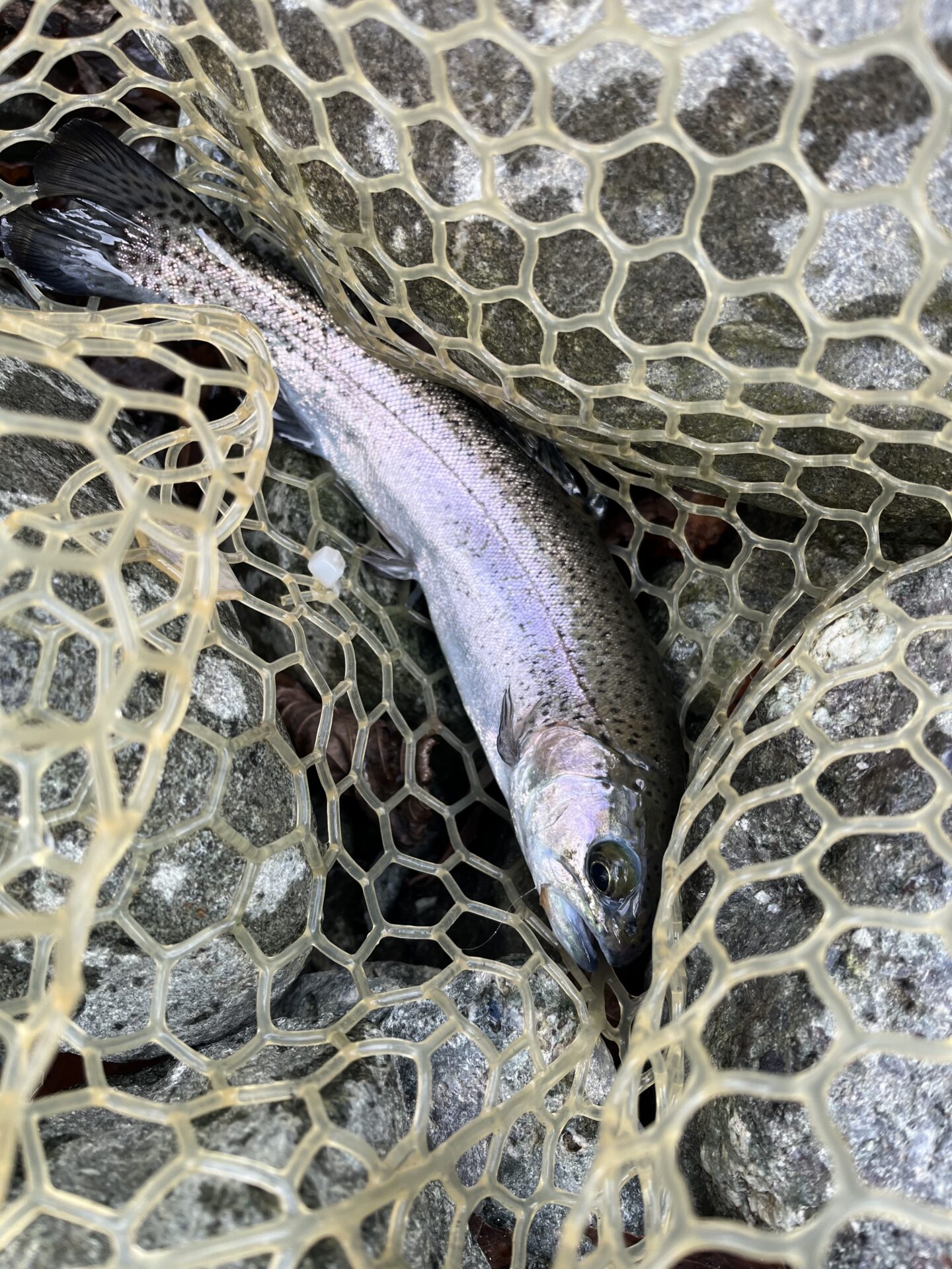 虹鱒
うらたん
11:24
