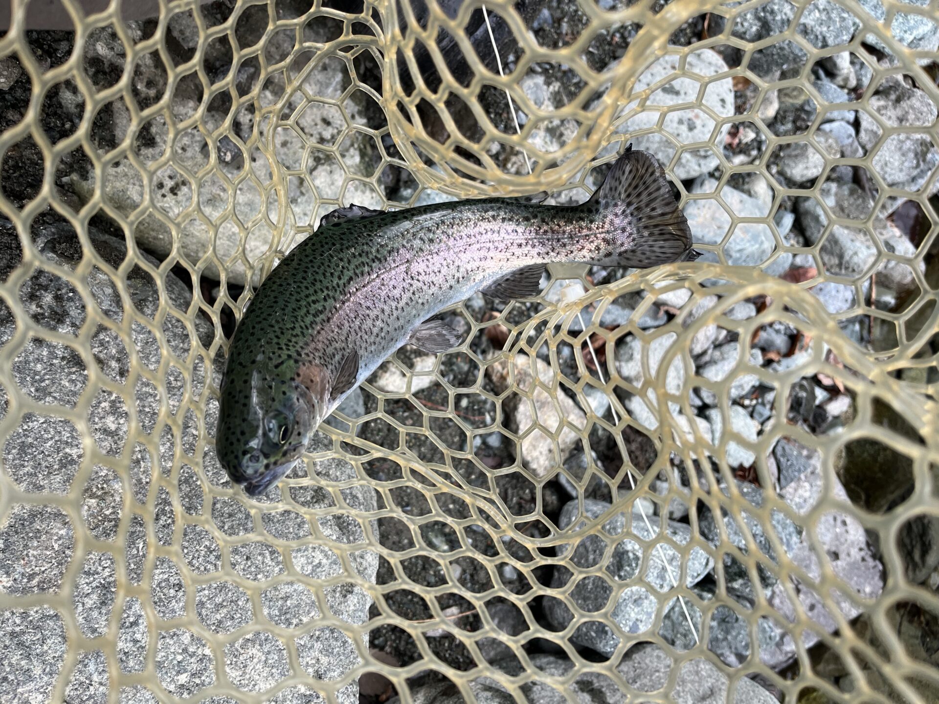 虹鱒
うらたん
11:33
