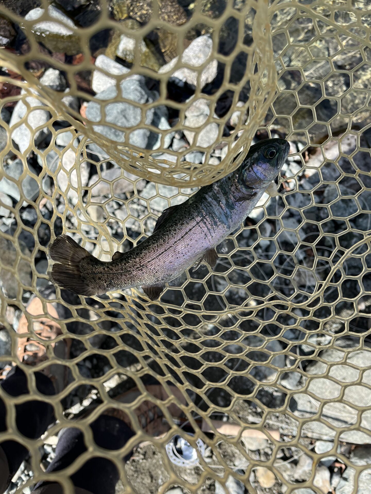 虹鱒
うらたん
12:34
