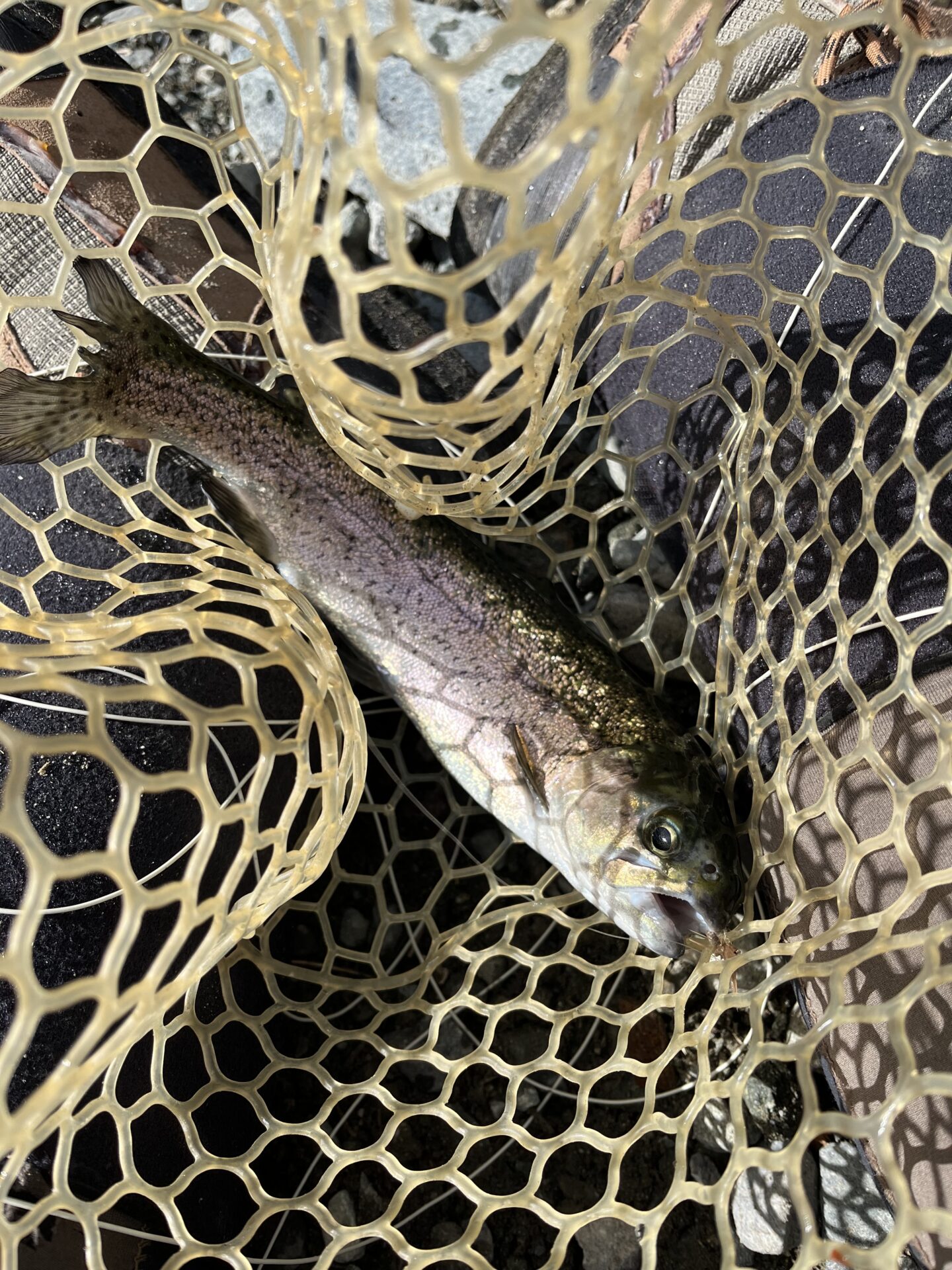 虹鱒
うらたん
13:11
