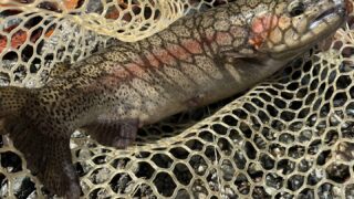 【釣果33匹山女魚1虹鱒32】うらたん2026.2.12 