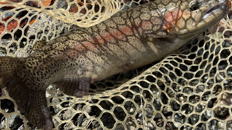 【釣果33匹山女魚1虹鱒32】うらたん2026.2.12 