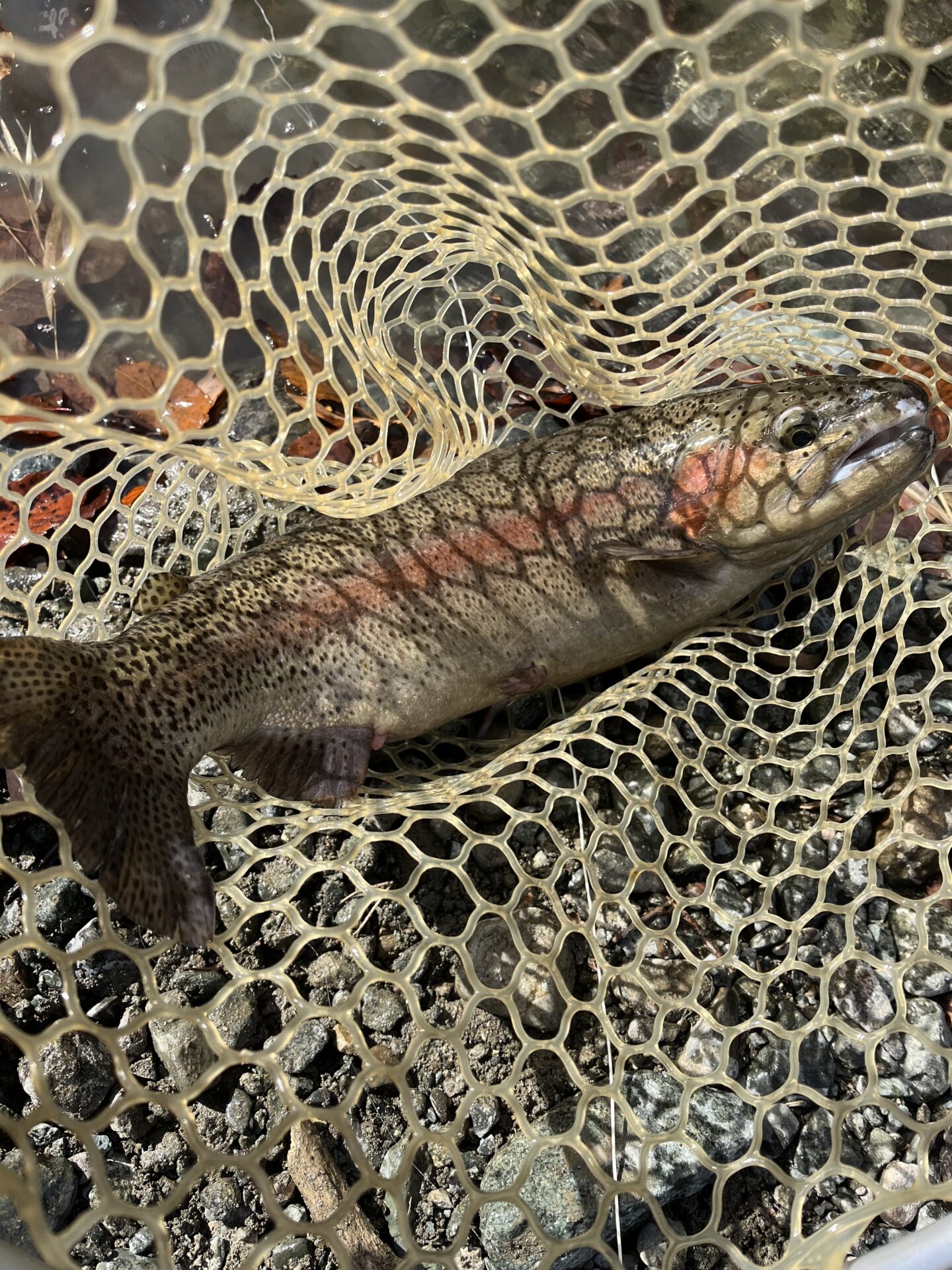 虹鱒
うらたん
13:56