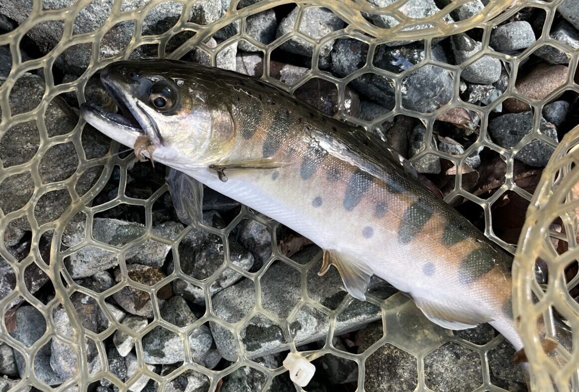 【釣果33匹山女魚1虹鱒32】うらたん2026.2.12