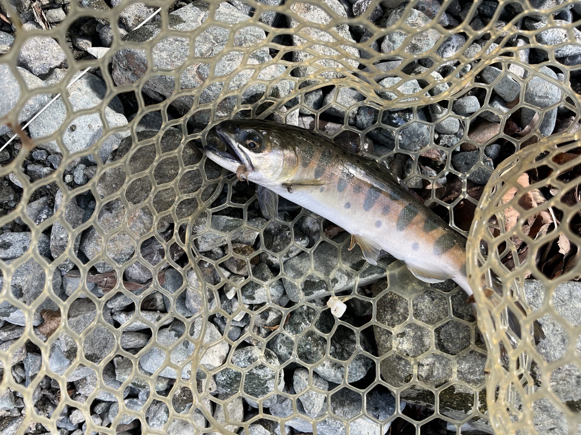 山女魚
うらたん
14:01
