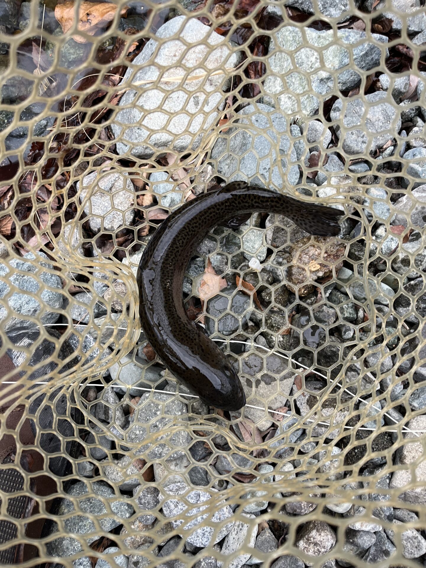 虹鱒
うらたん
14:51
