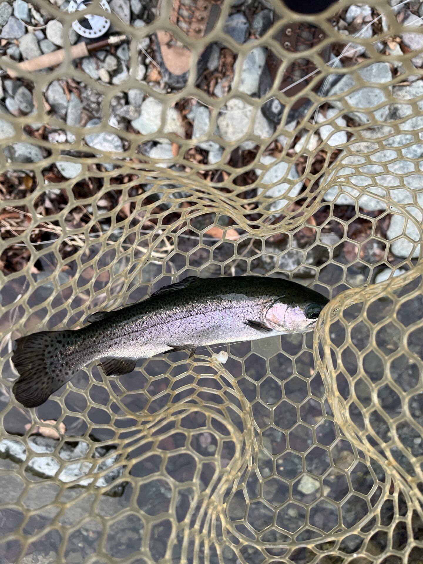 虹鱒
うらたん
15:06