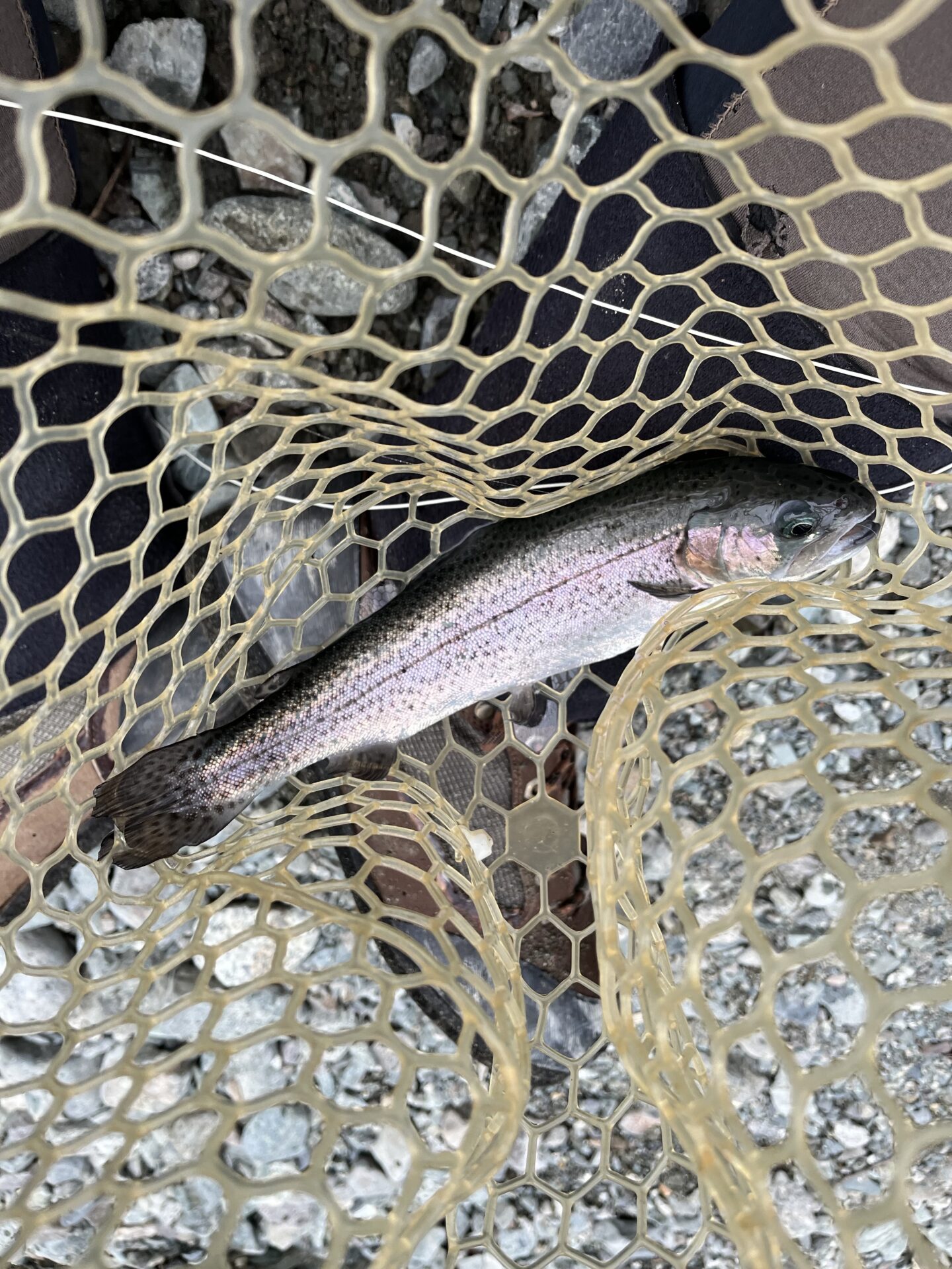 虹鱒
うらたん
15:21
