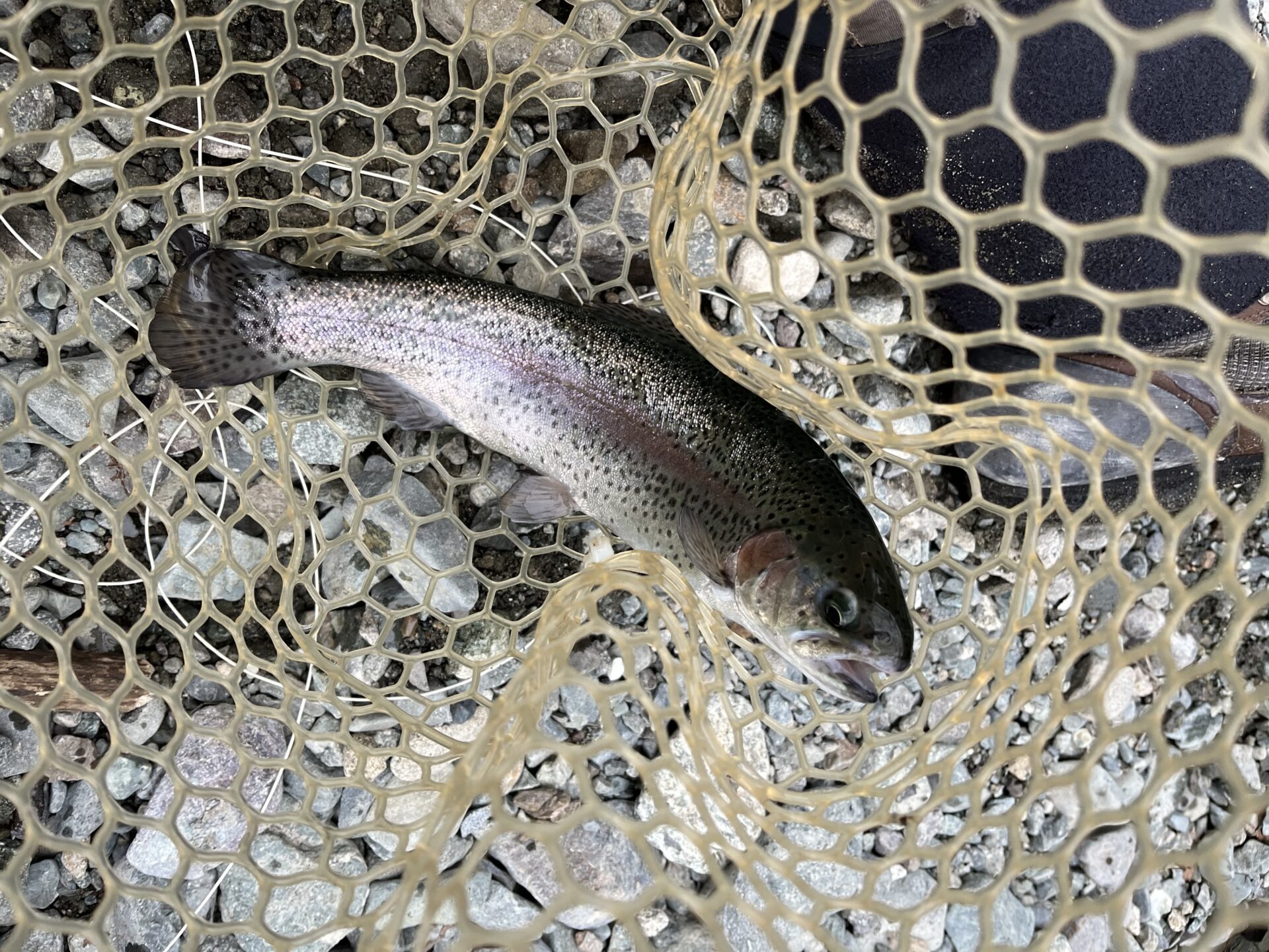 虹鱒
うらたん
15:28
