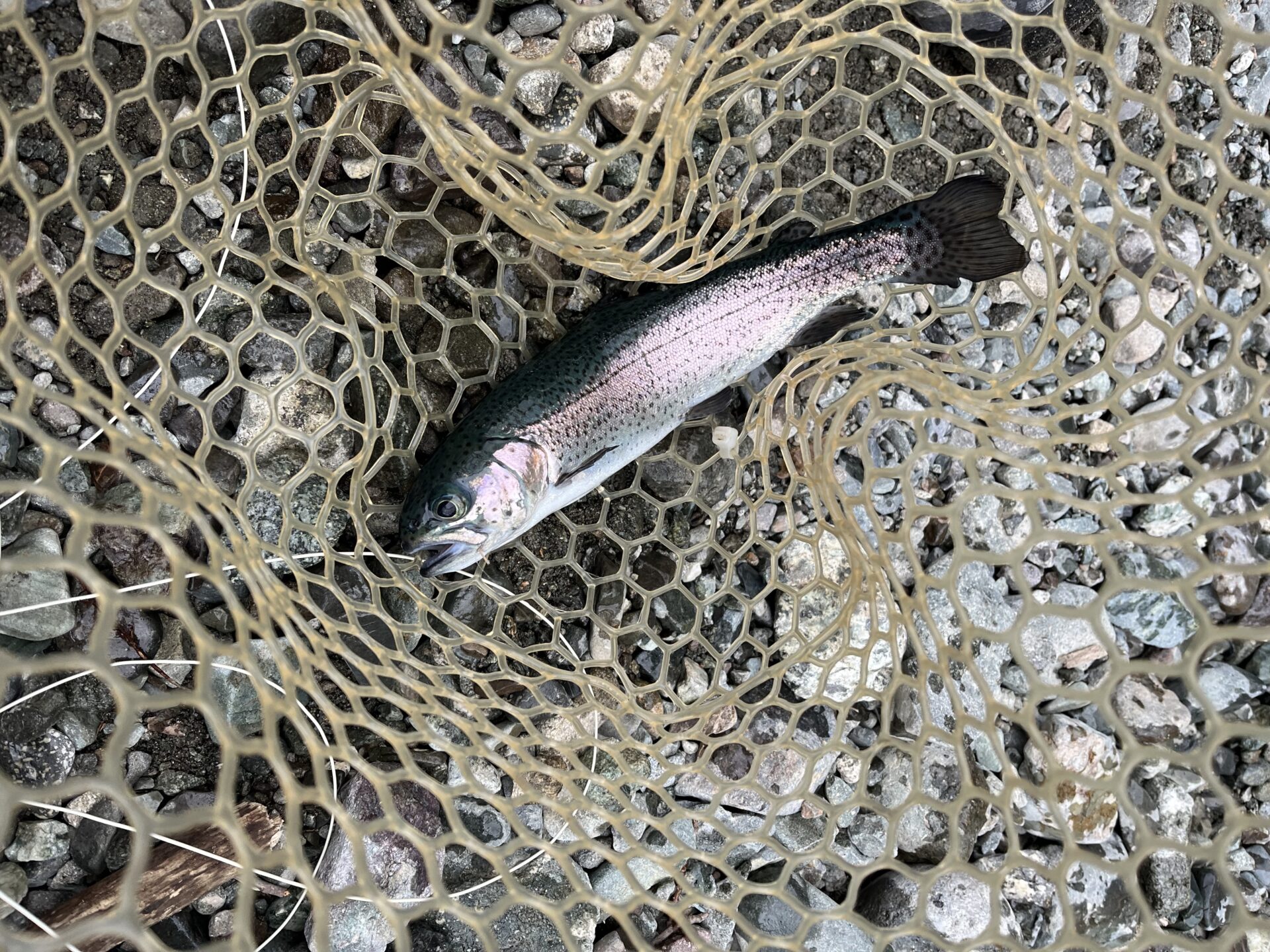 虹鱒
うらたん
15:38
