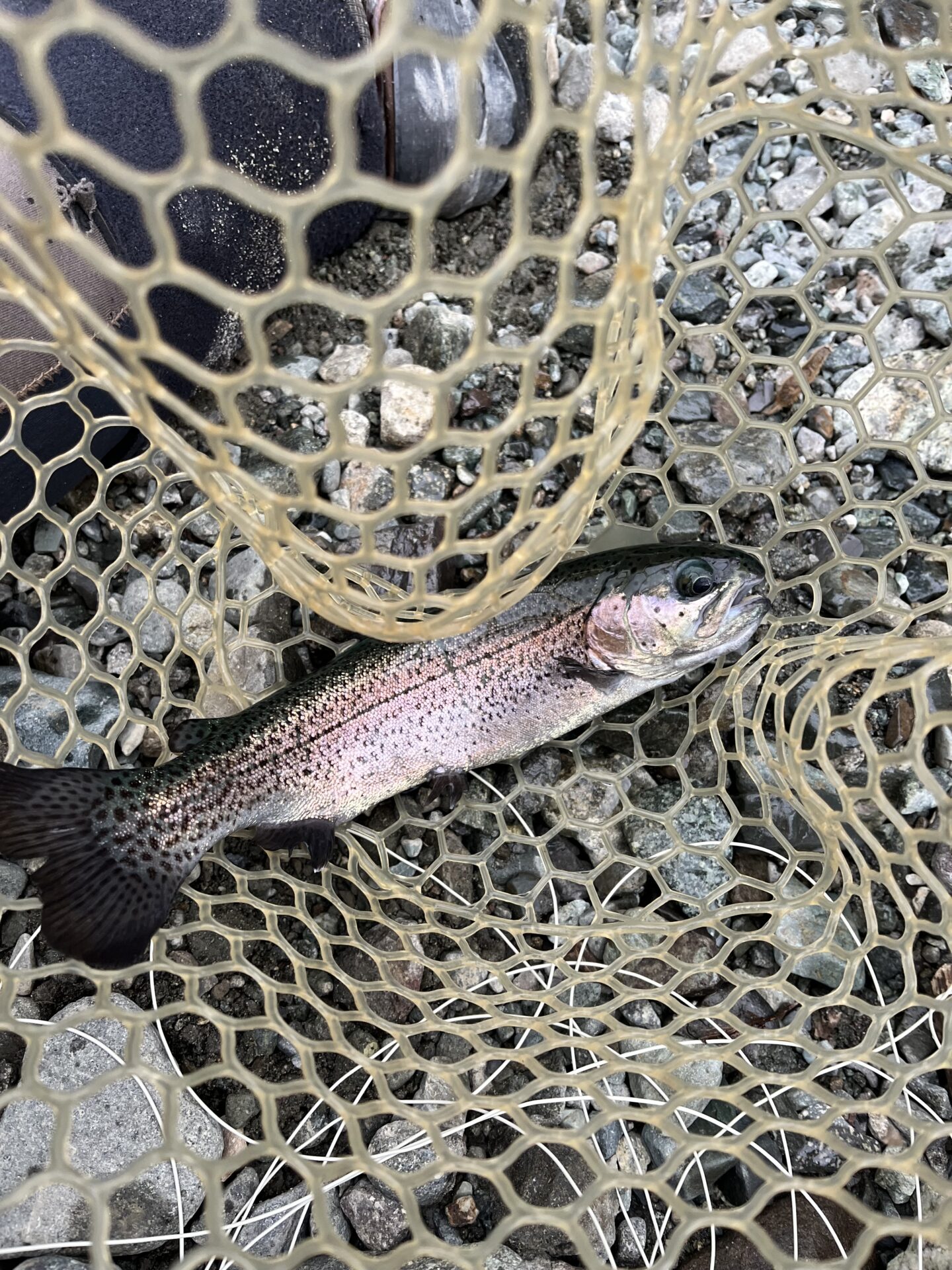 虹鱒
うらたん
15:47
