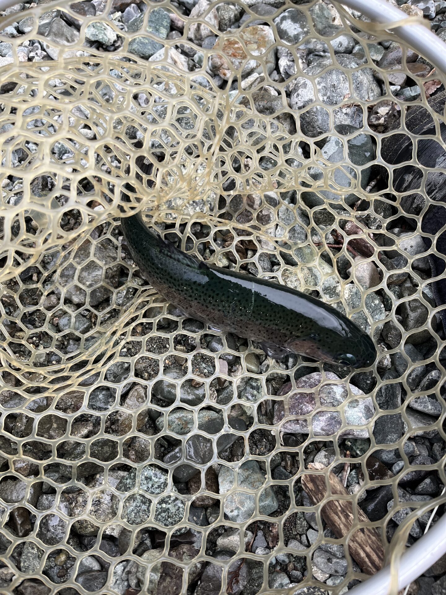 虹鱒
うらたん
15:51
