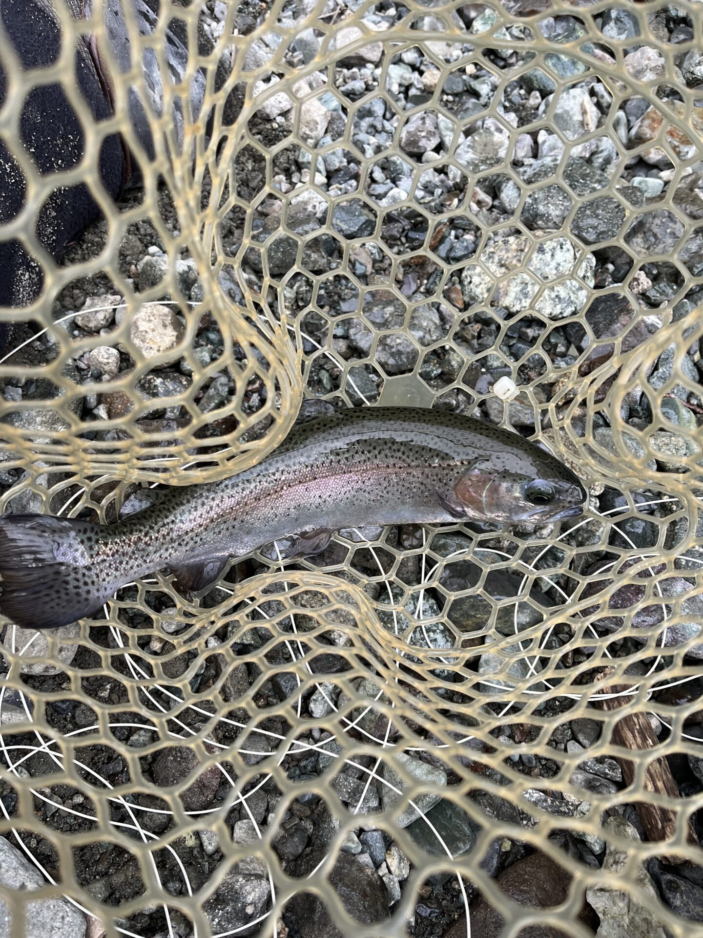 虹鱒
うらたん
15:54
