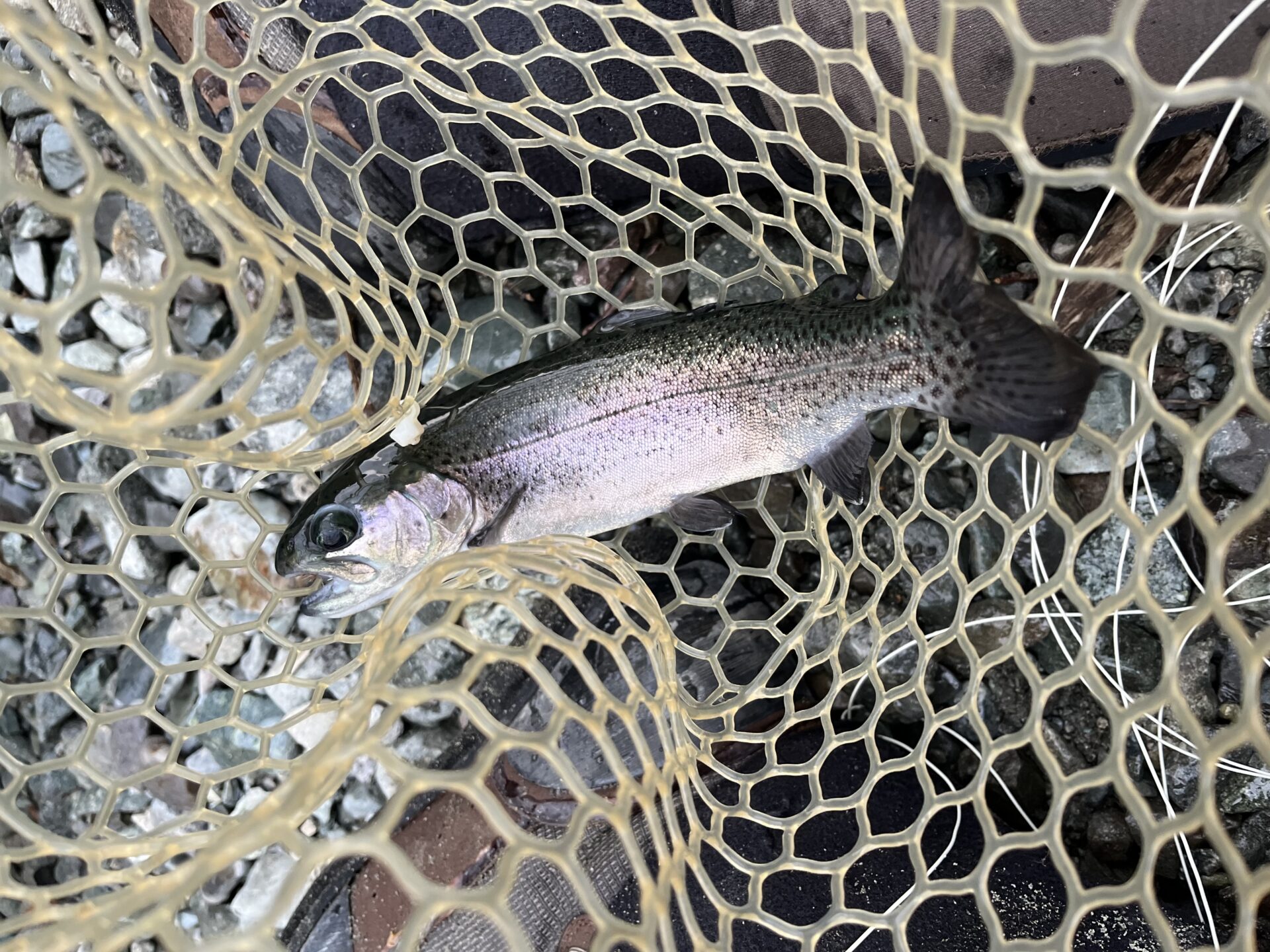 虹鱒
うらたん
16:25
