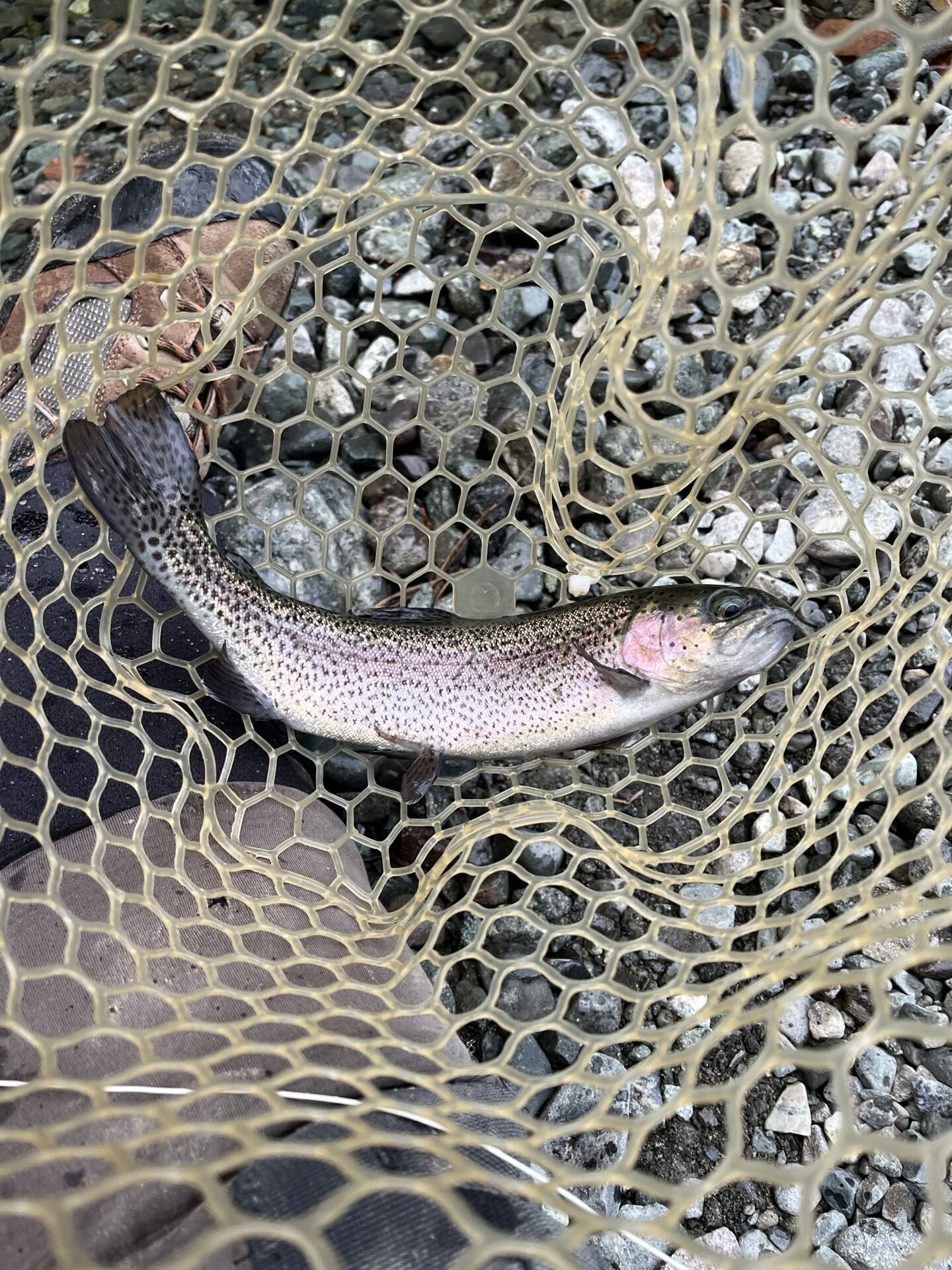 虹鱒
うらたん
16:33
