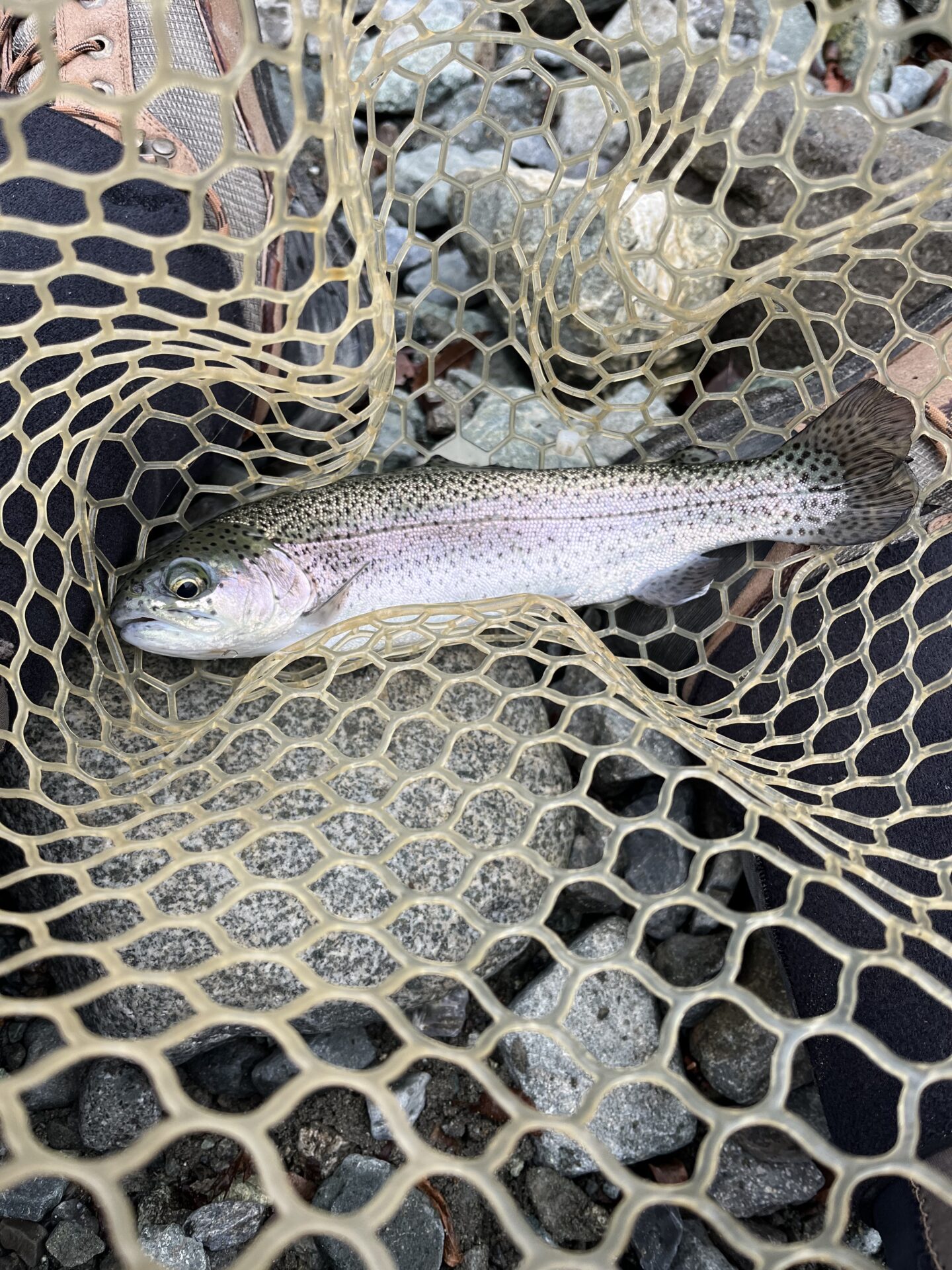 虹鱒
うらたん
10:03