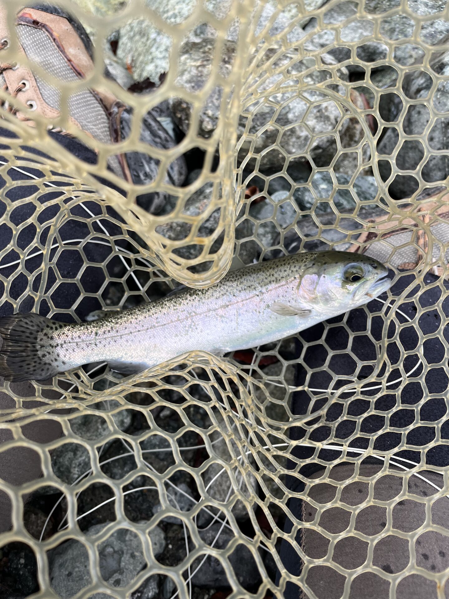 虹鱒
うらたん
10:15
