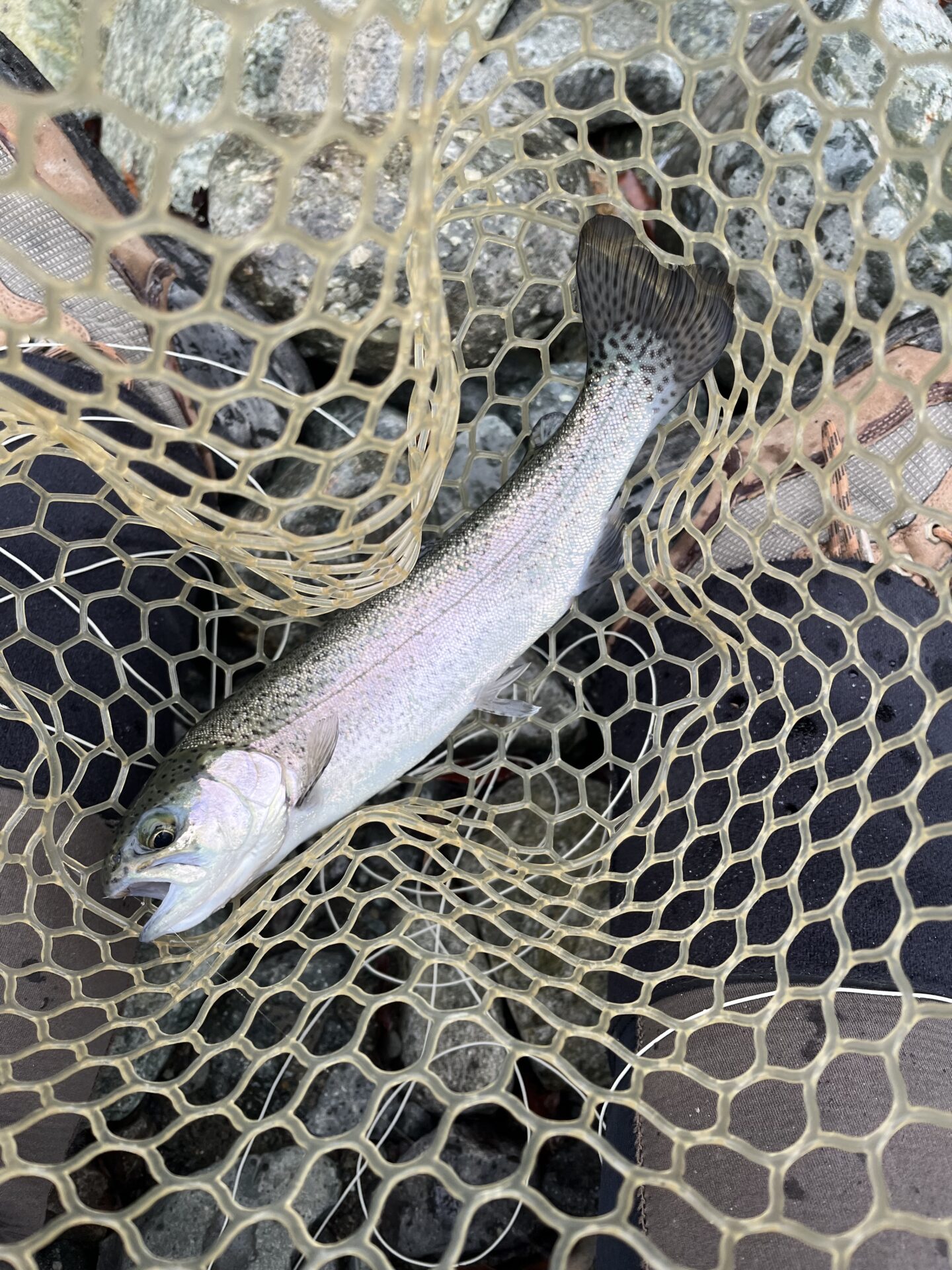 虹鱒
うらたん
10:21
