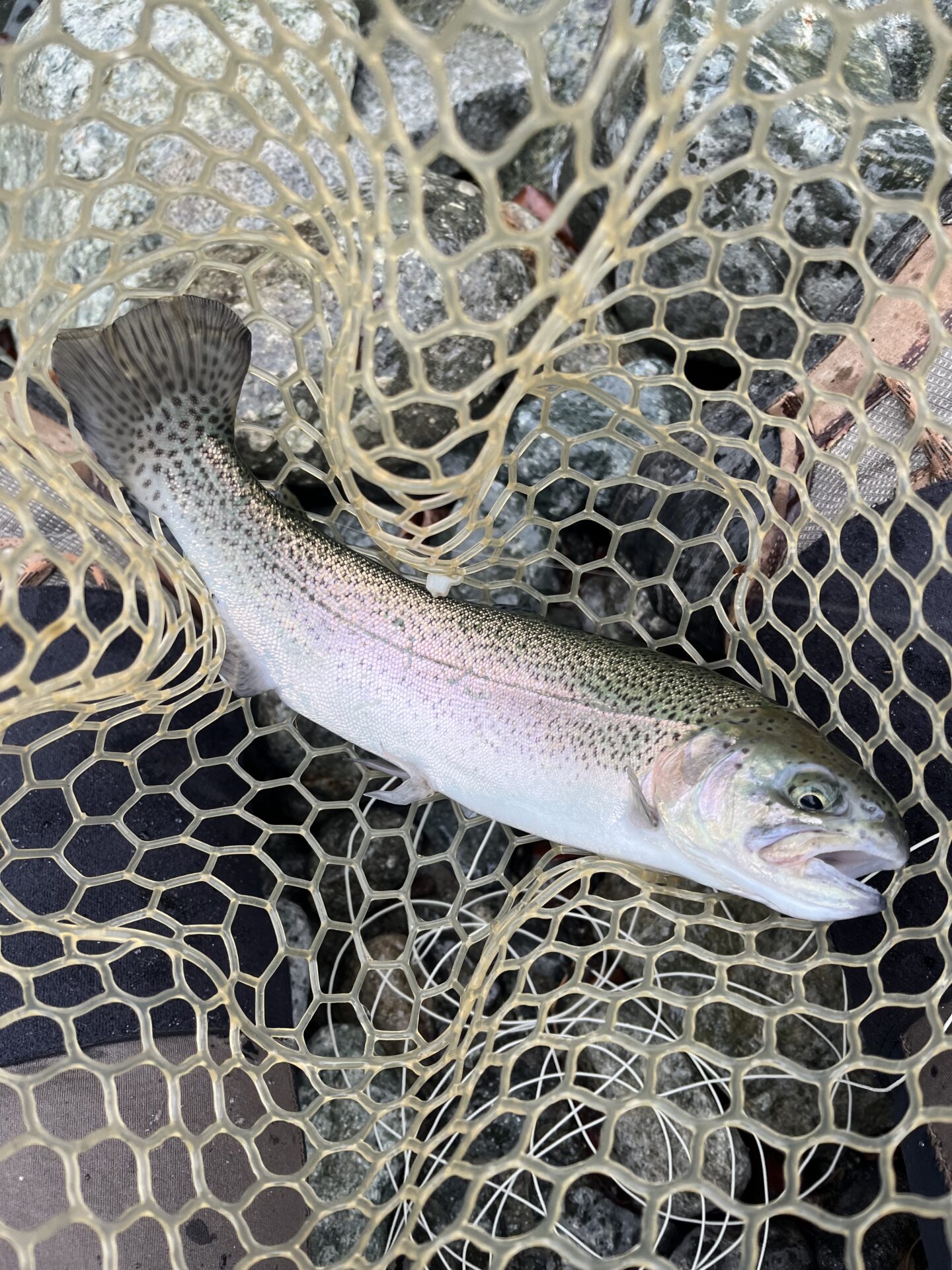 虹鱒
うらたん
10:23
