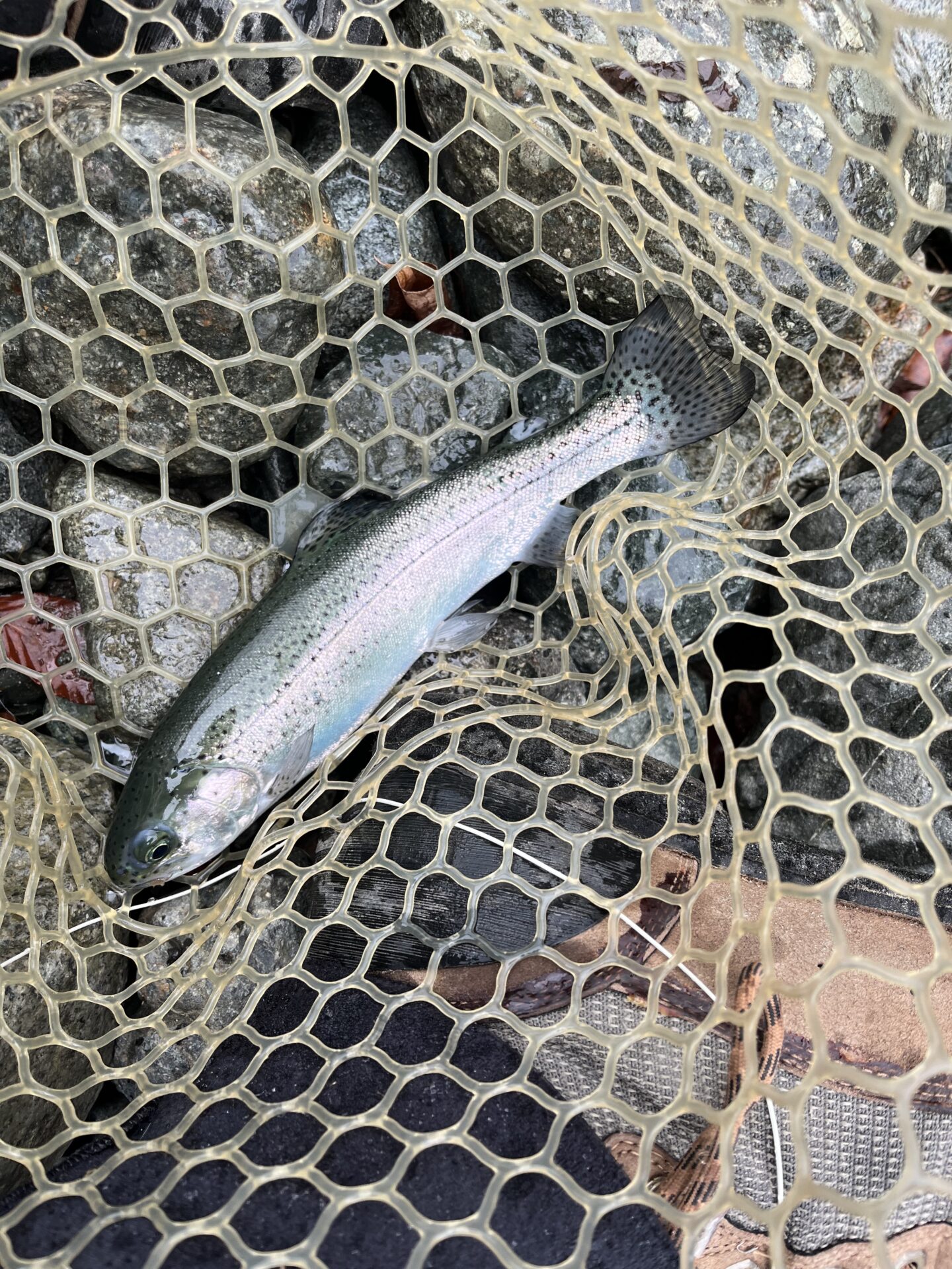 虹鱒
うらたん
10:27
