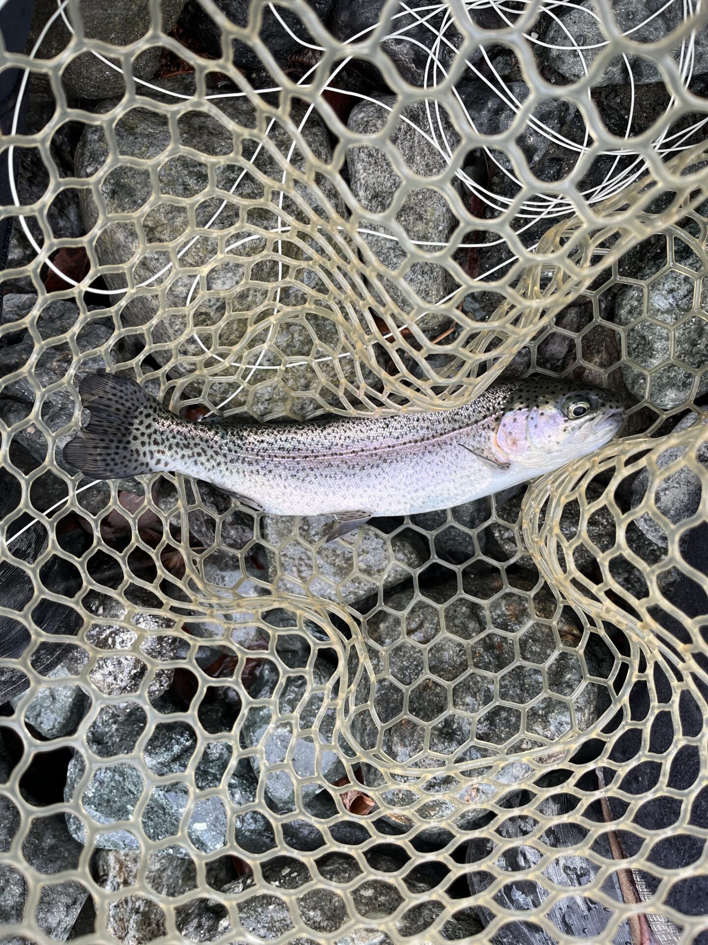 虹鱒
うらたん
10:30
