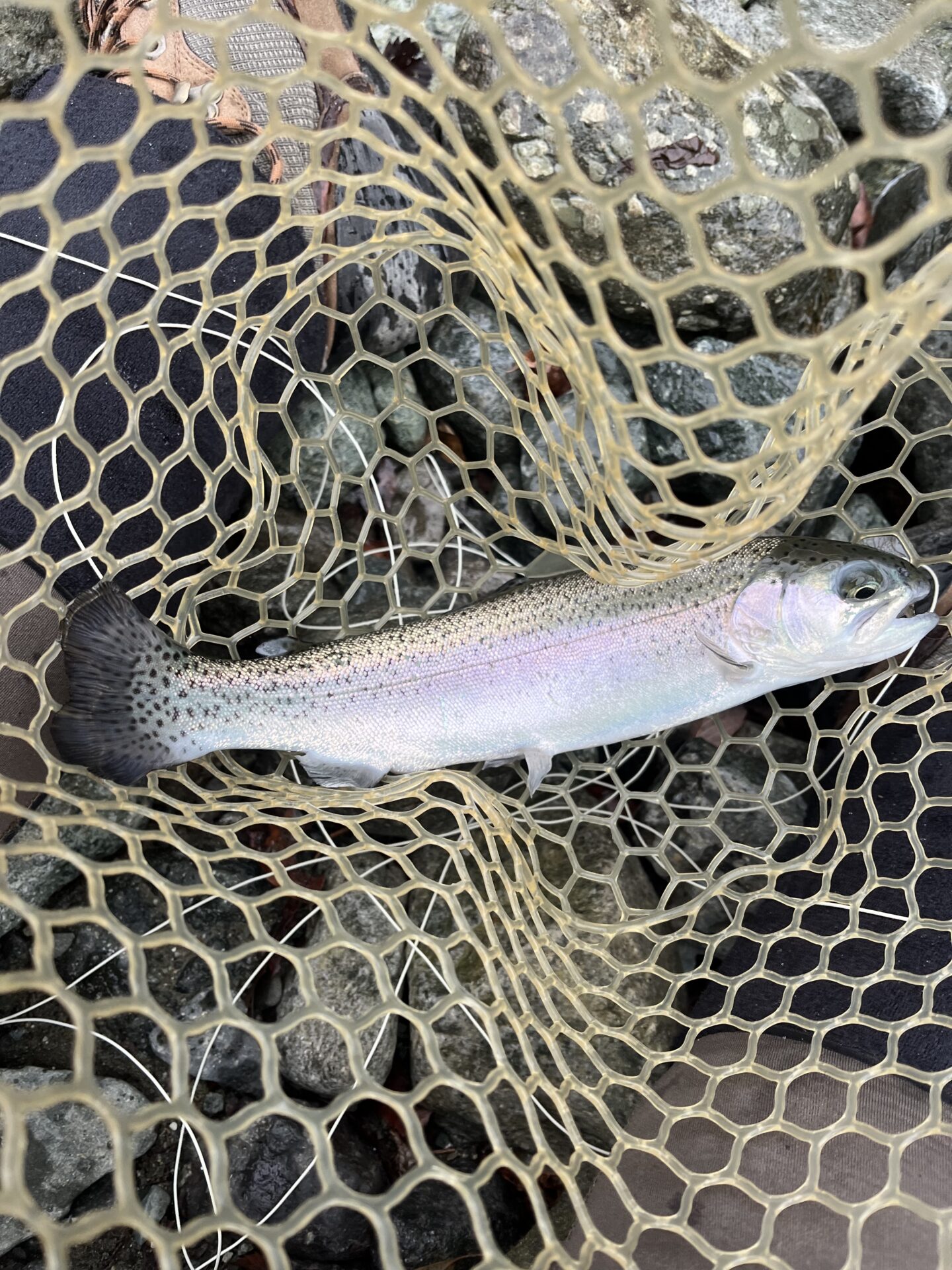 虹鱒
うらたん
10:39
