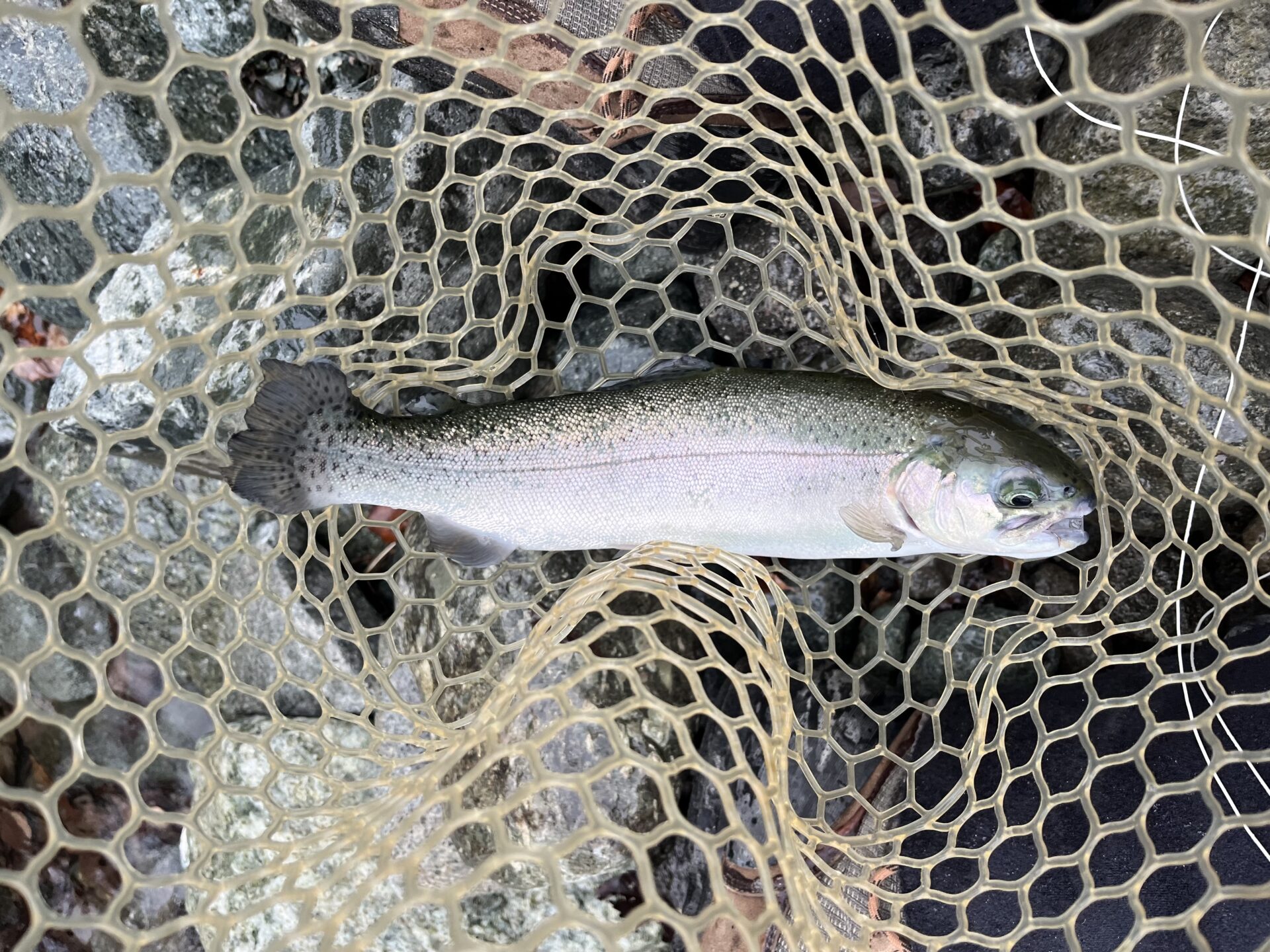 虹鱒
うらたん
10:42
