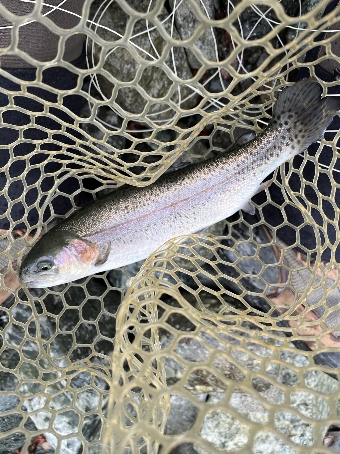 虹鱒
うらたん
10:53
