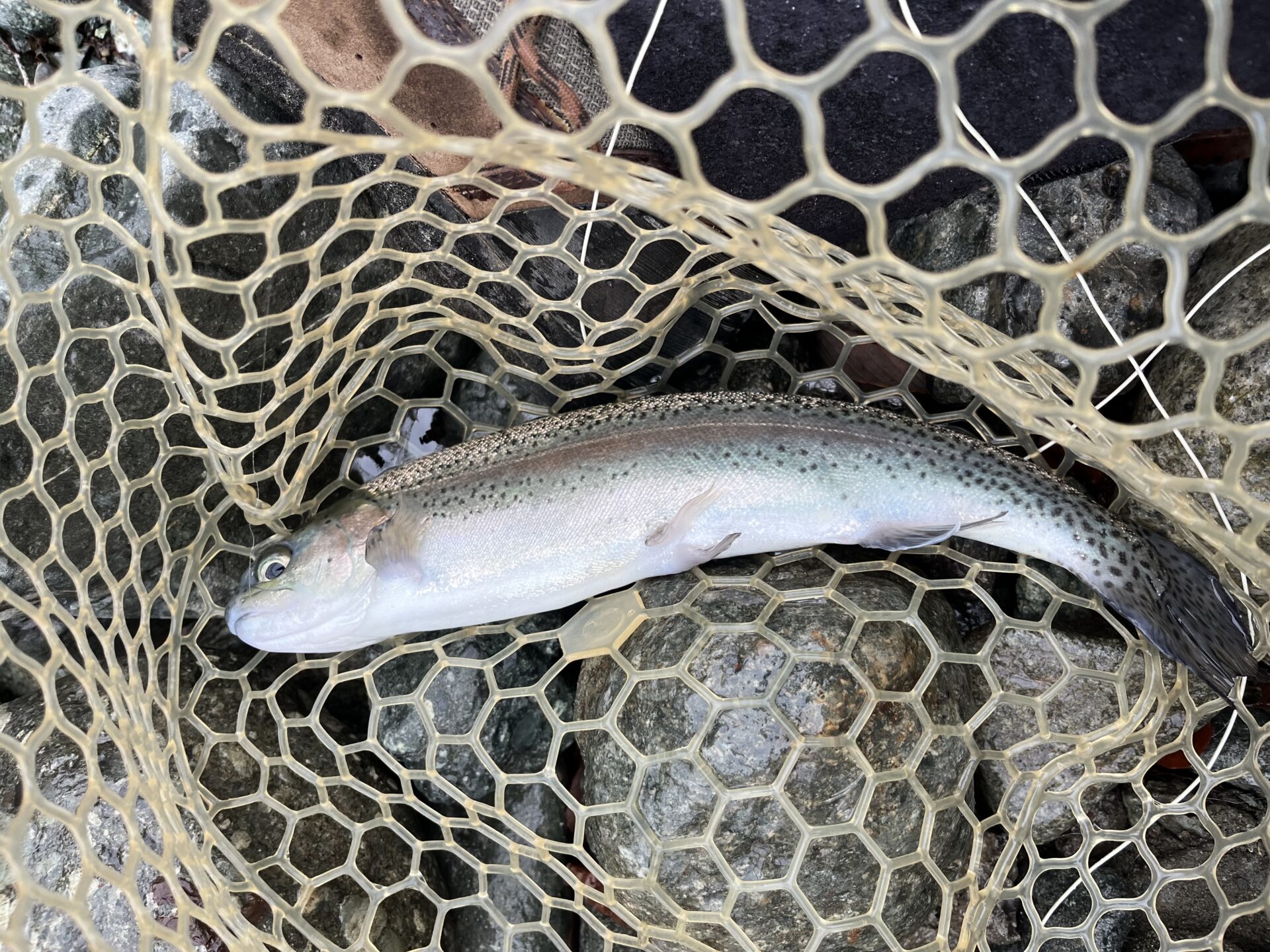 虹鱒
うらたん
11:07
