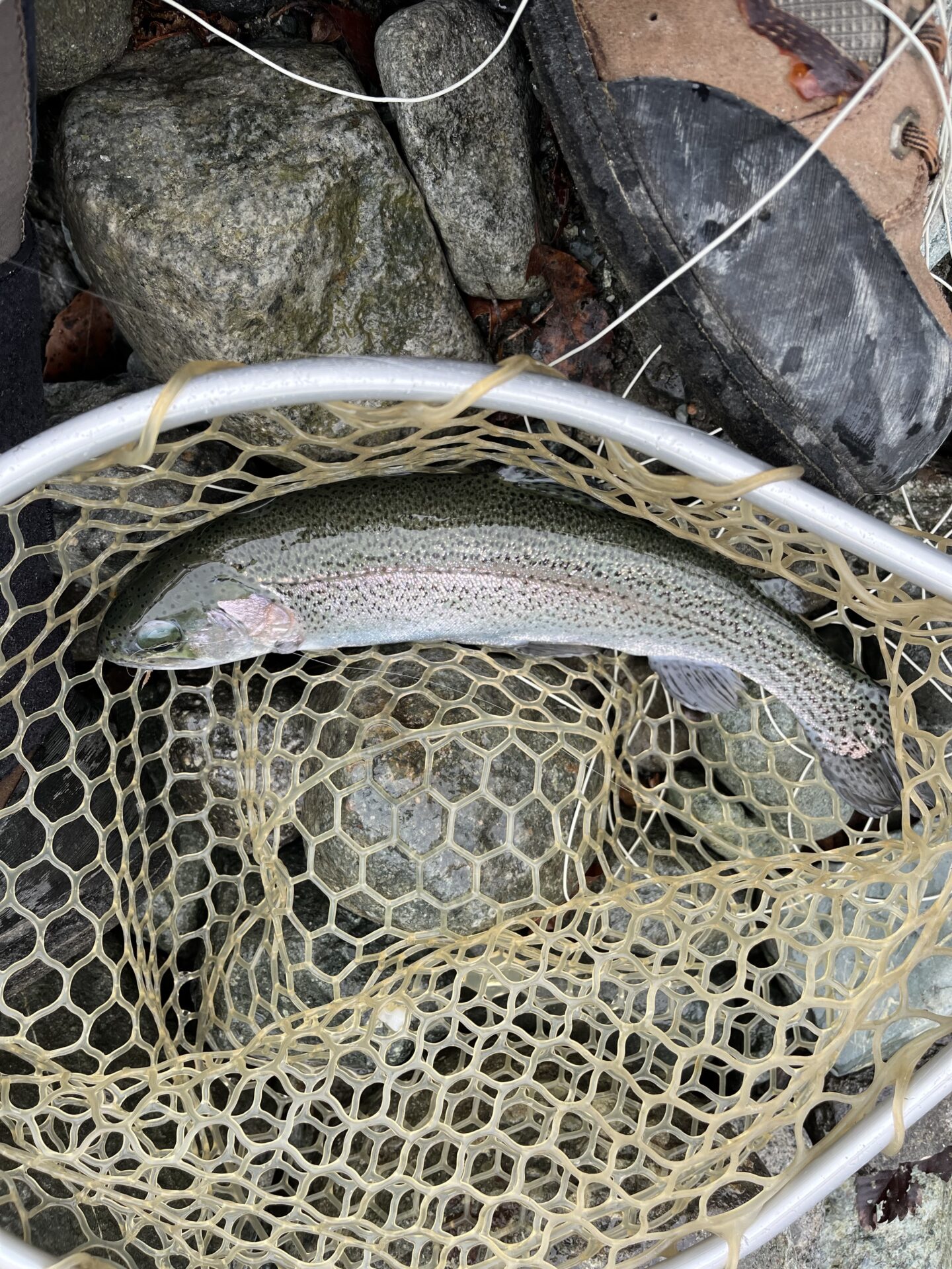 虹鱒
うらたん
11:14
