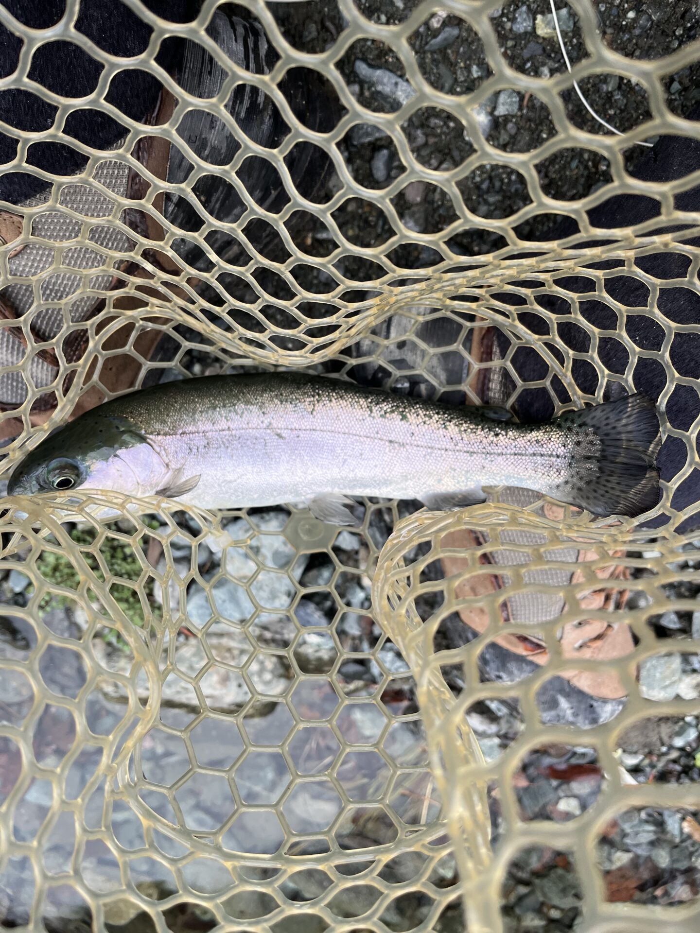 虹鱒
うらたん
11:26
