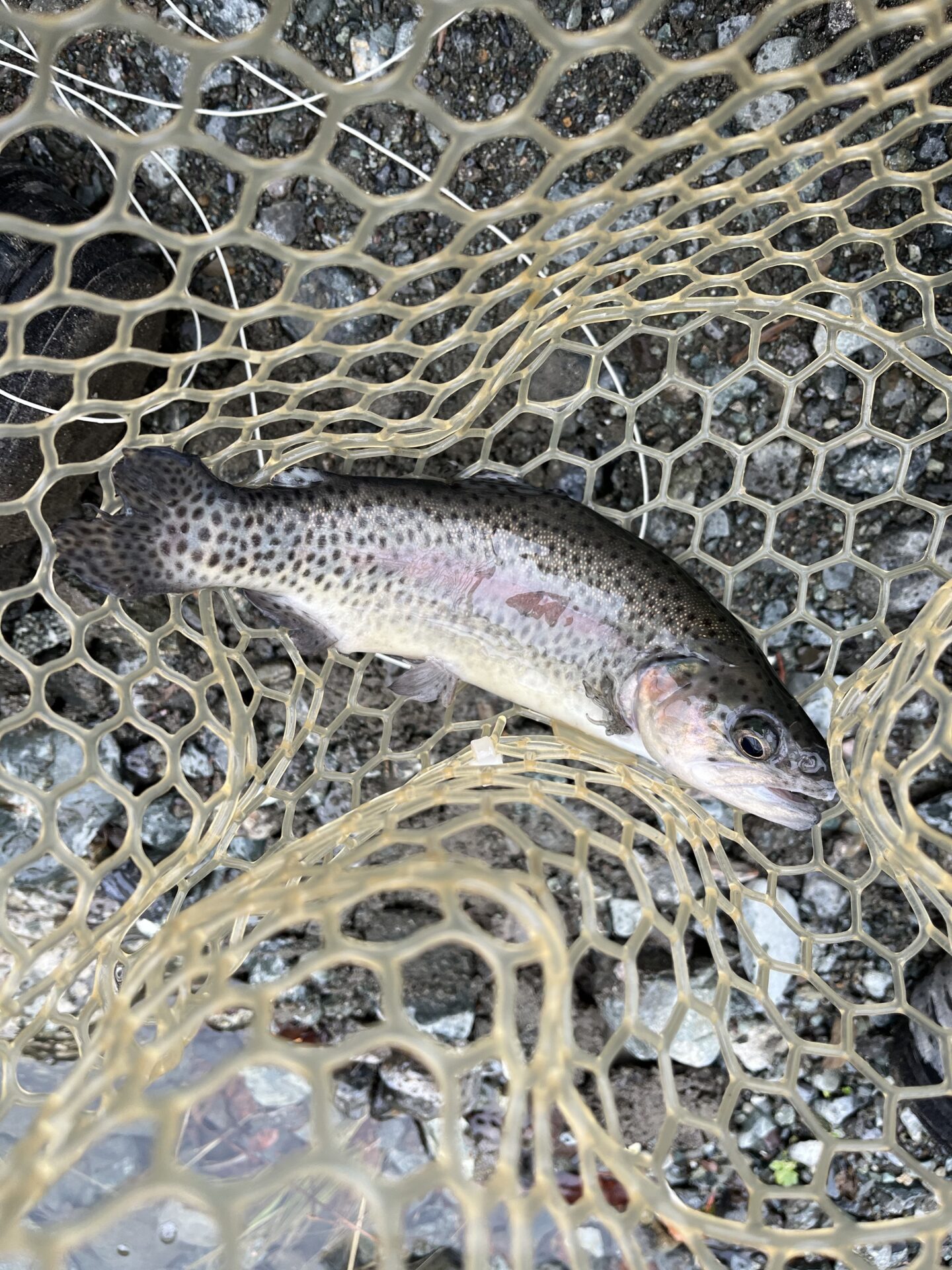 虹鱒
うらたん
11:30
