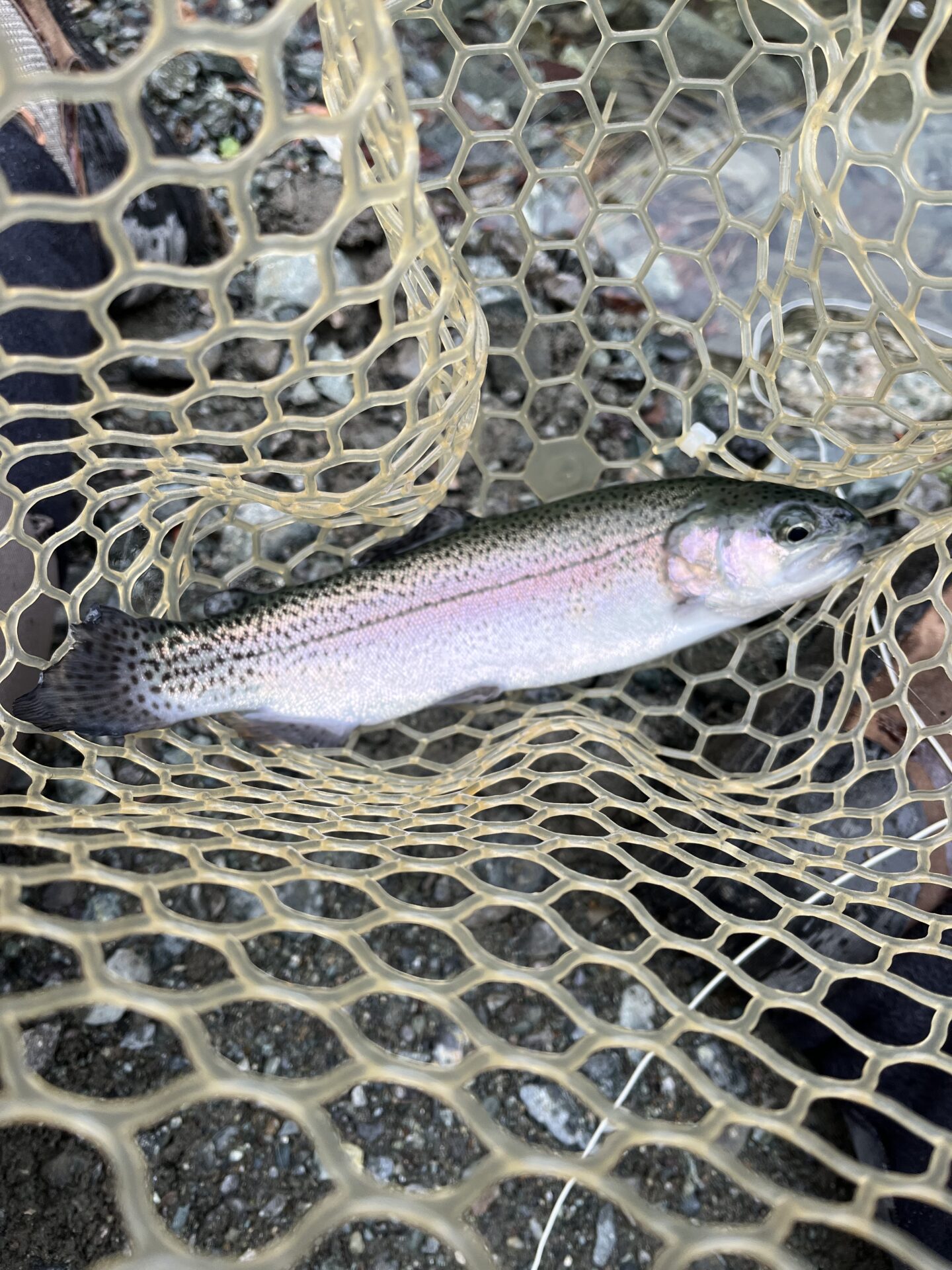 虹鱒
うらたん
11:33
