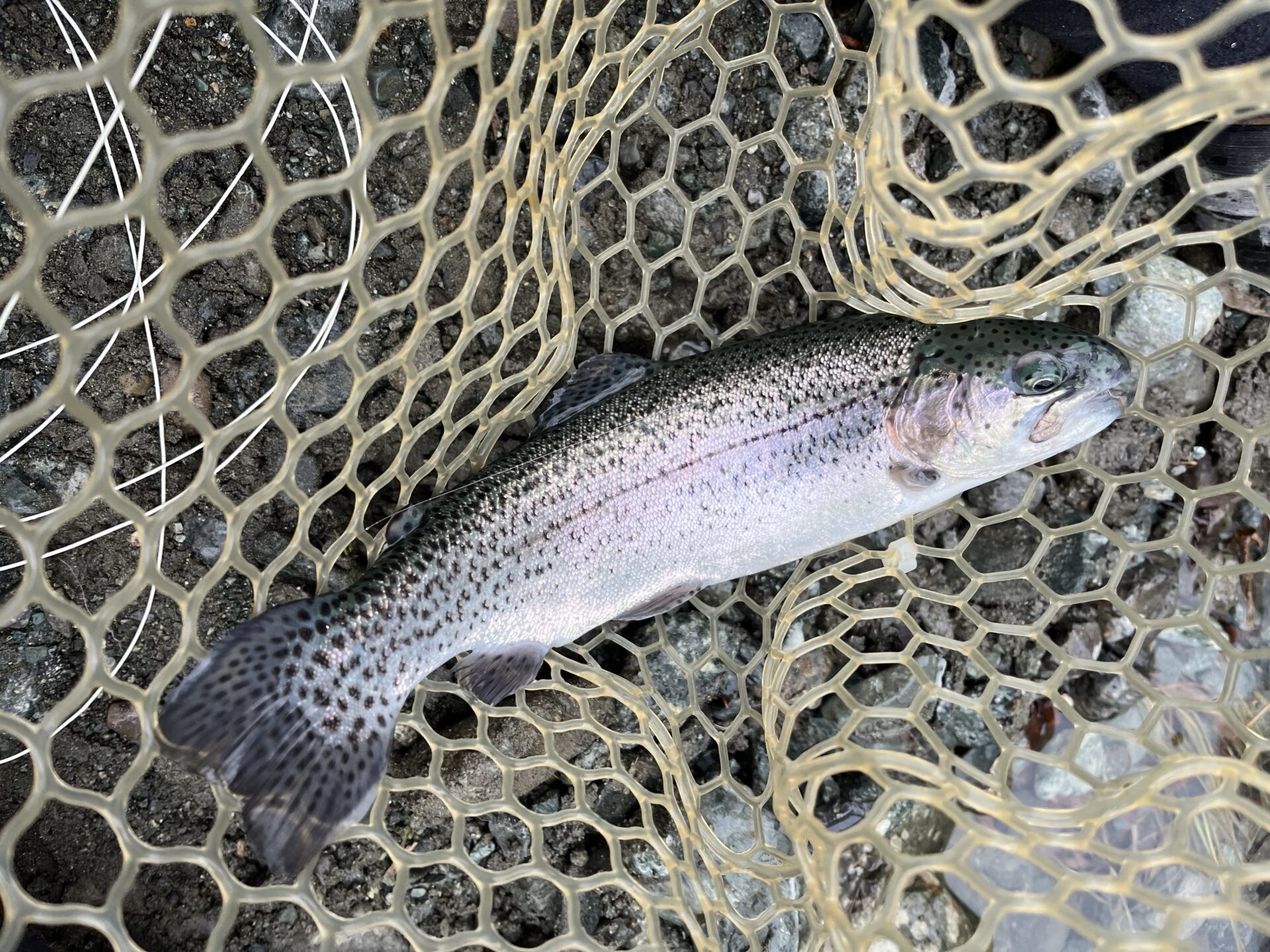 虹鱒
うらたん
11:40
