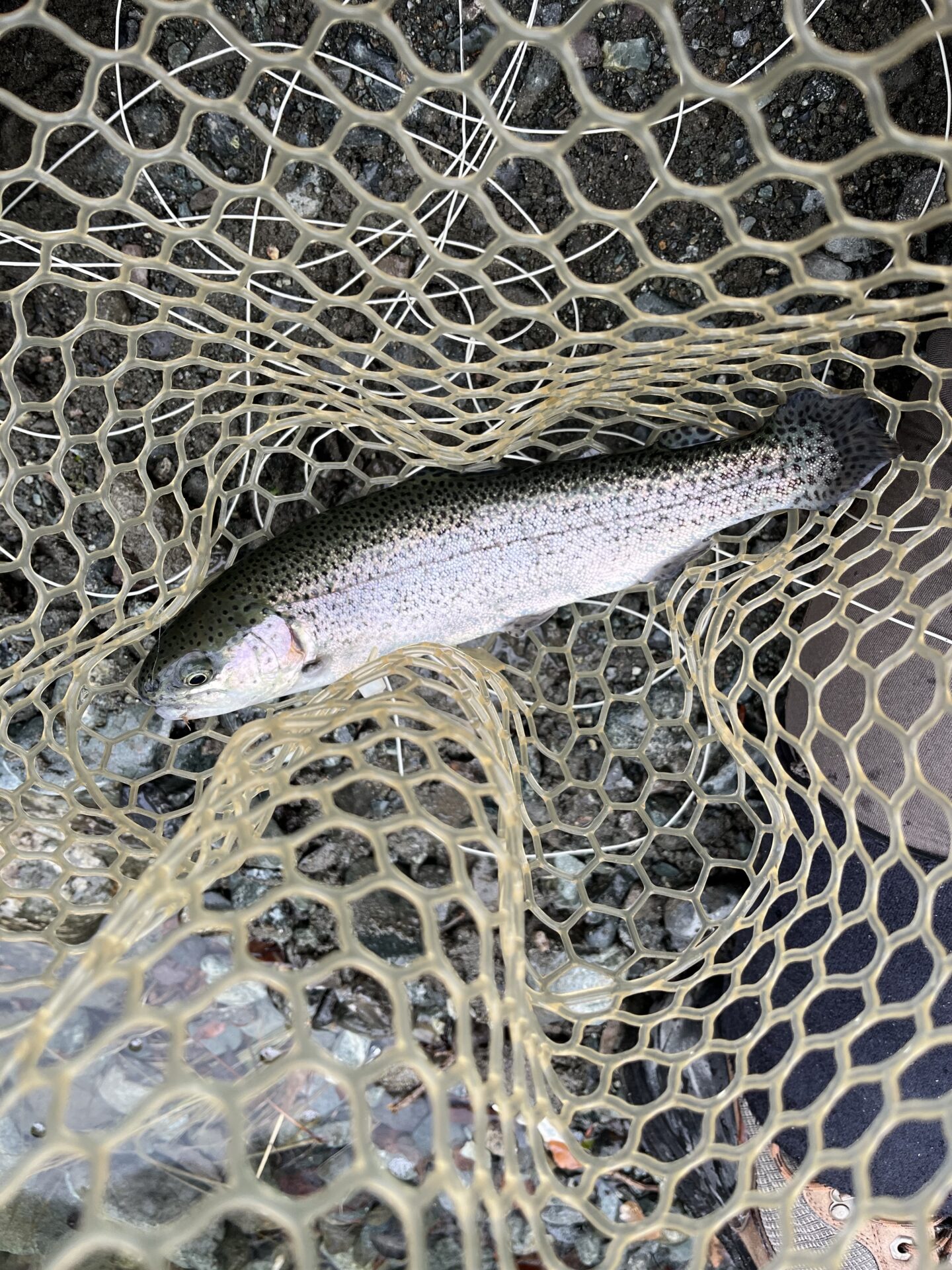 虹鱒
うらたん
11:46
