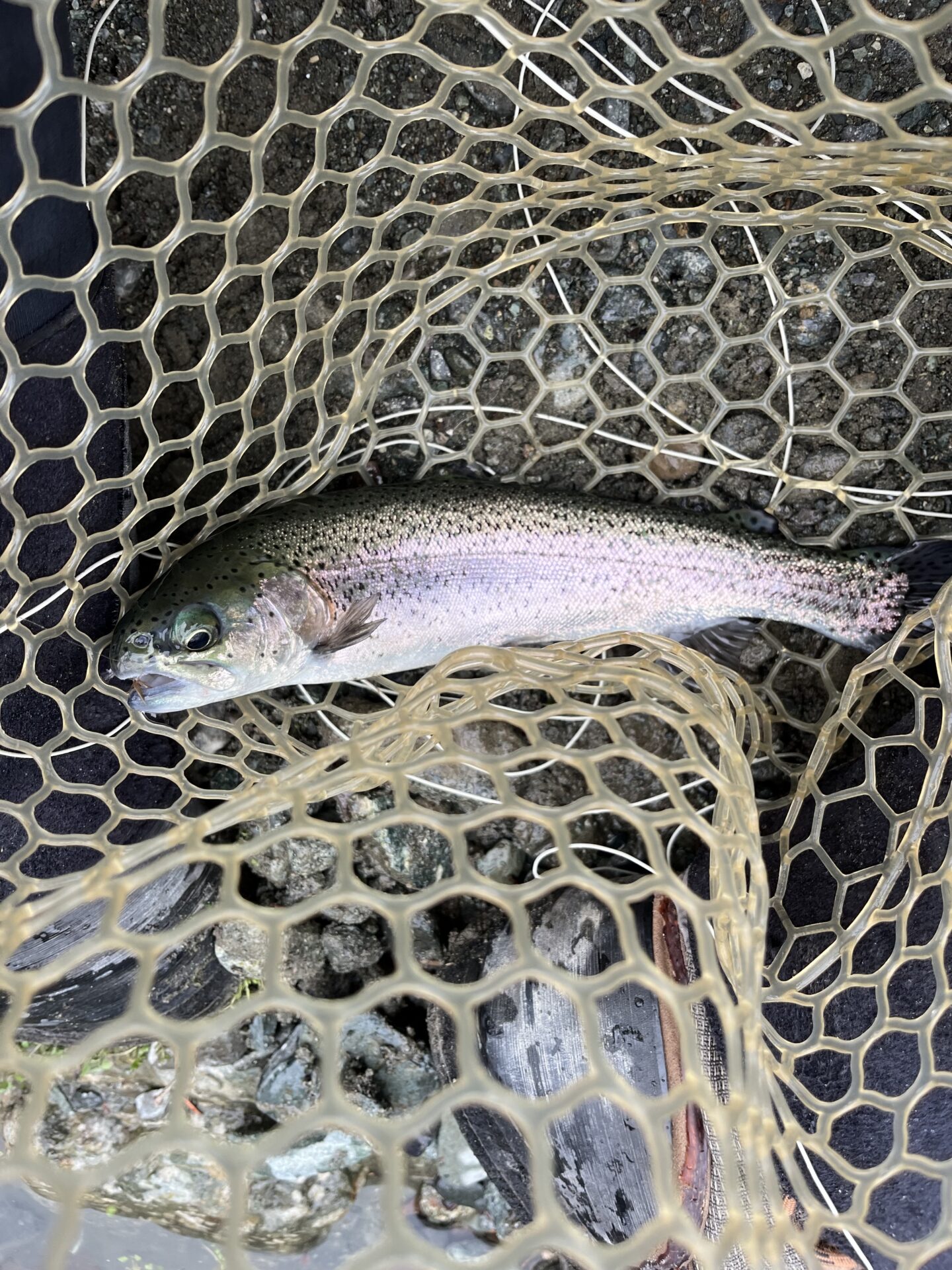 虹鱒
うらたん
11:50
