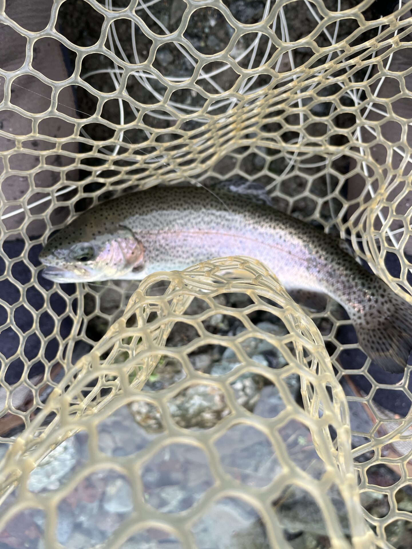 虹鱒
うらたん
11:56
