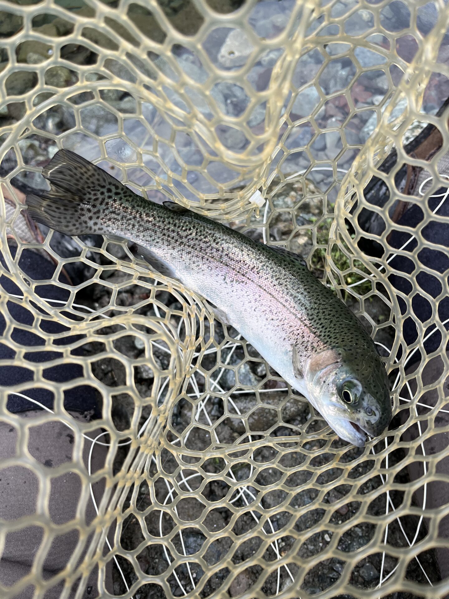 虹鱒
うらたん
12:06
