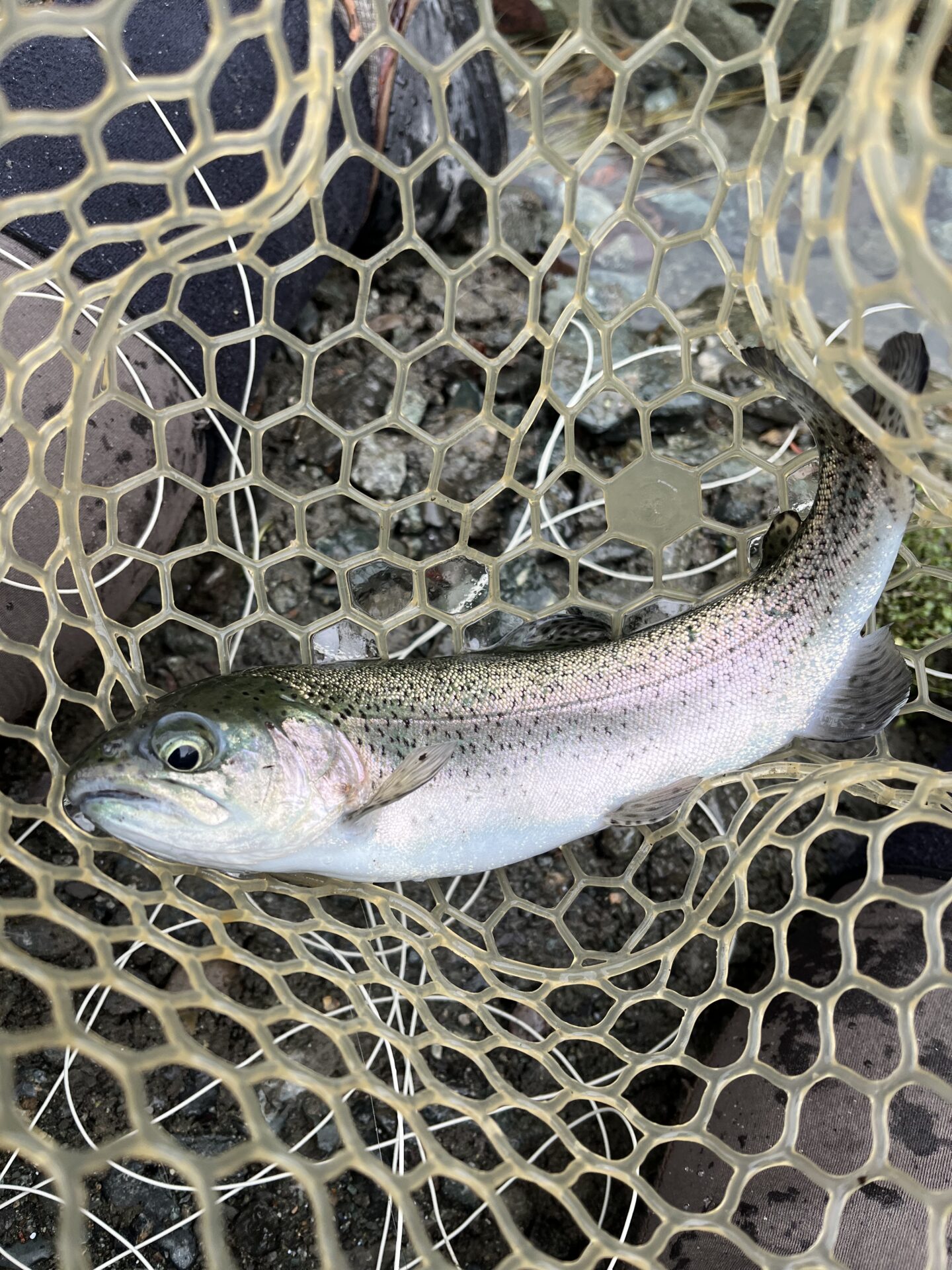 虹鱒
うらたん
12:10
