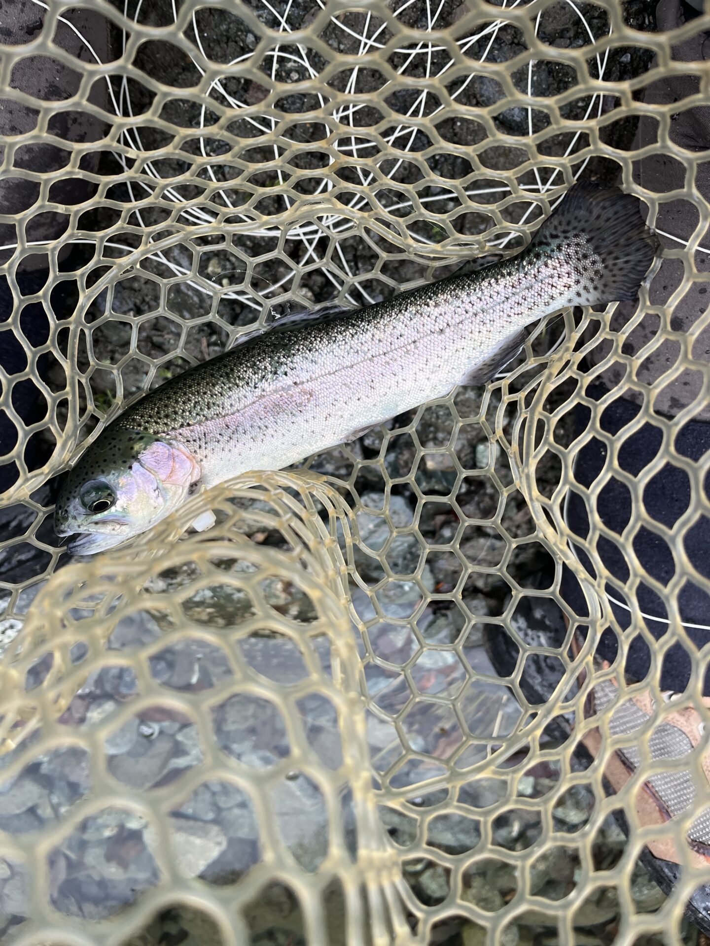 虹鱒
うらたん
12:15
