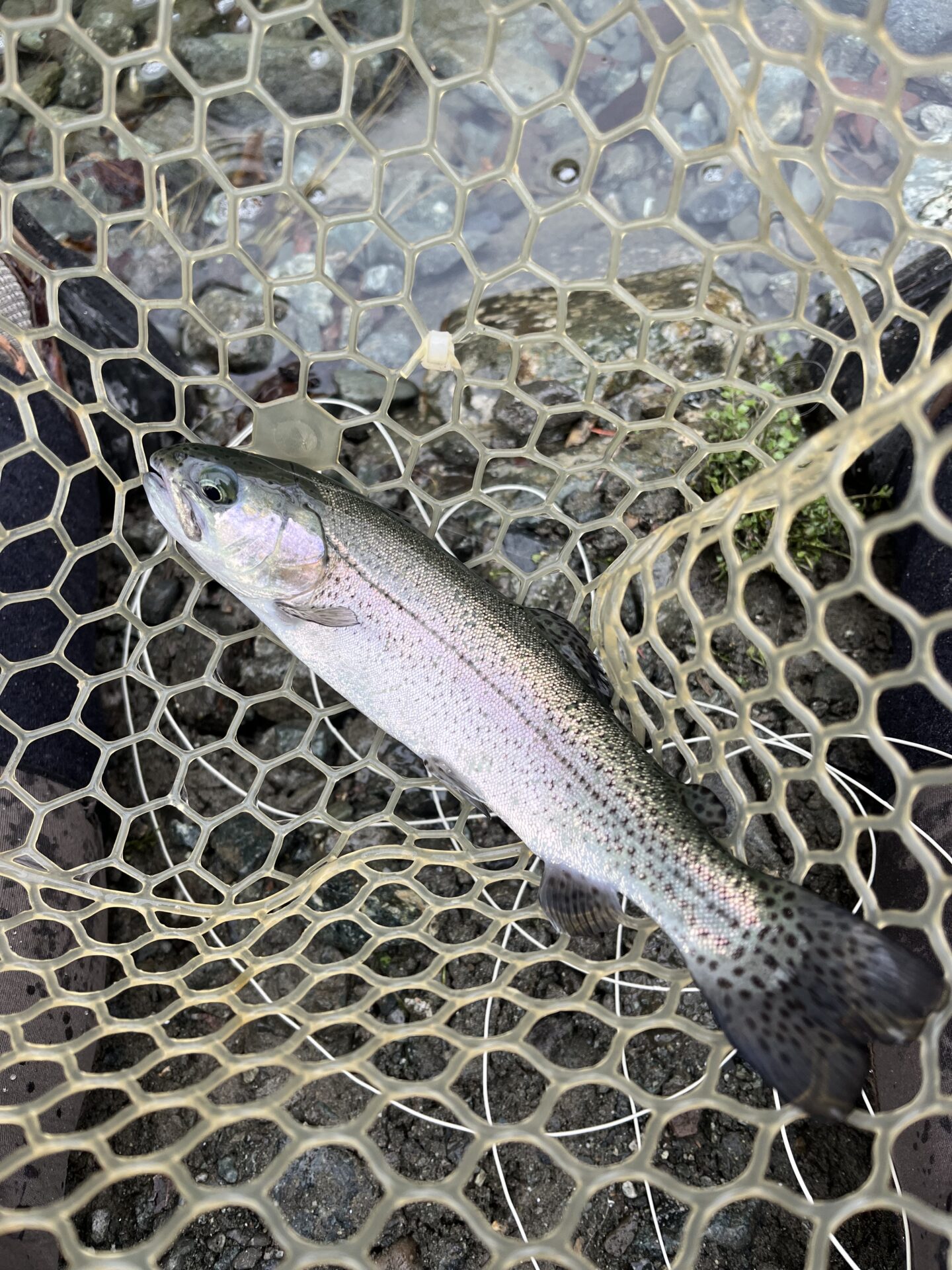 虹鱒
うらたん
12:20
