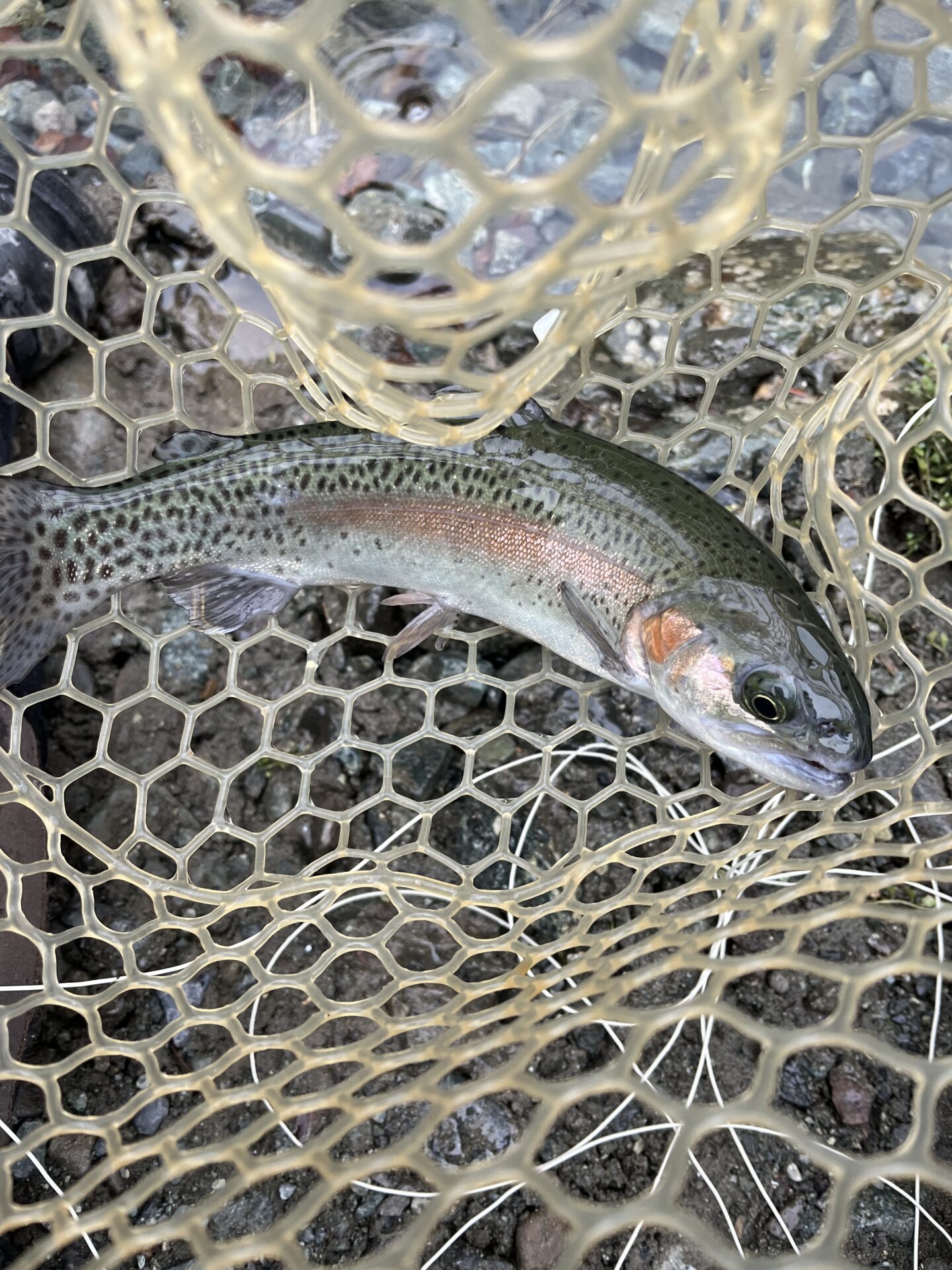 虹鱒
うらたん
12:24
