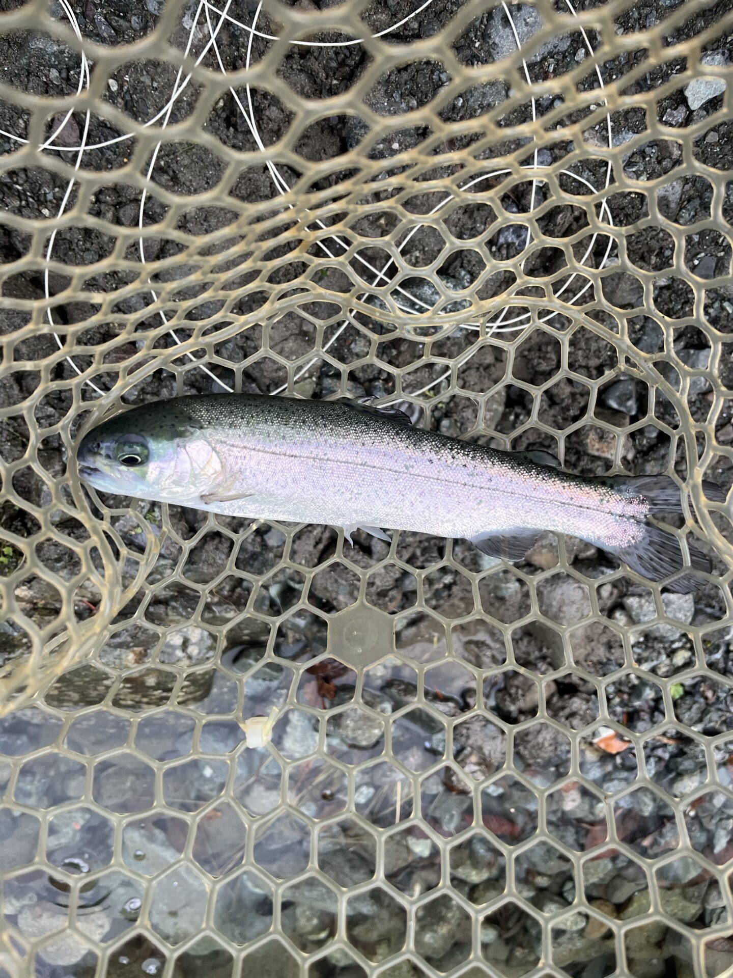 虹鱒
うらたん
12:28
