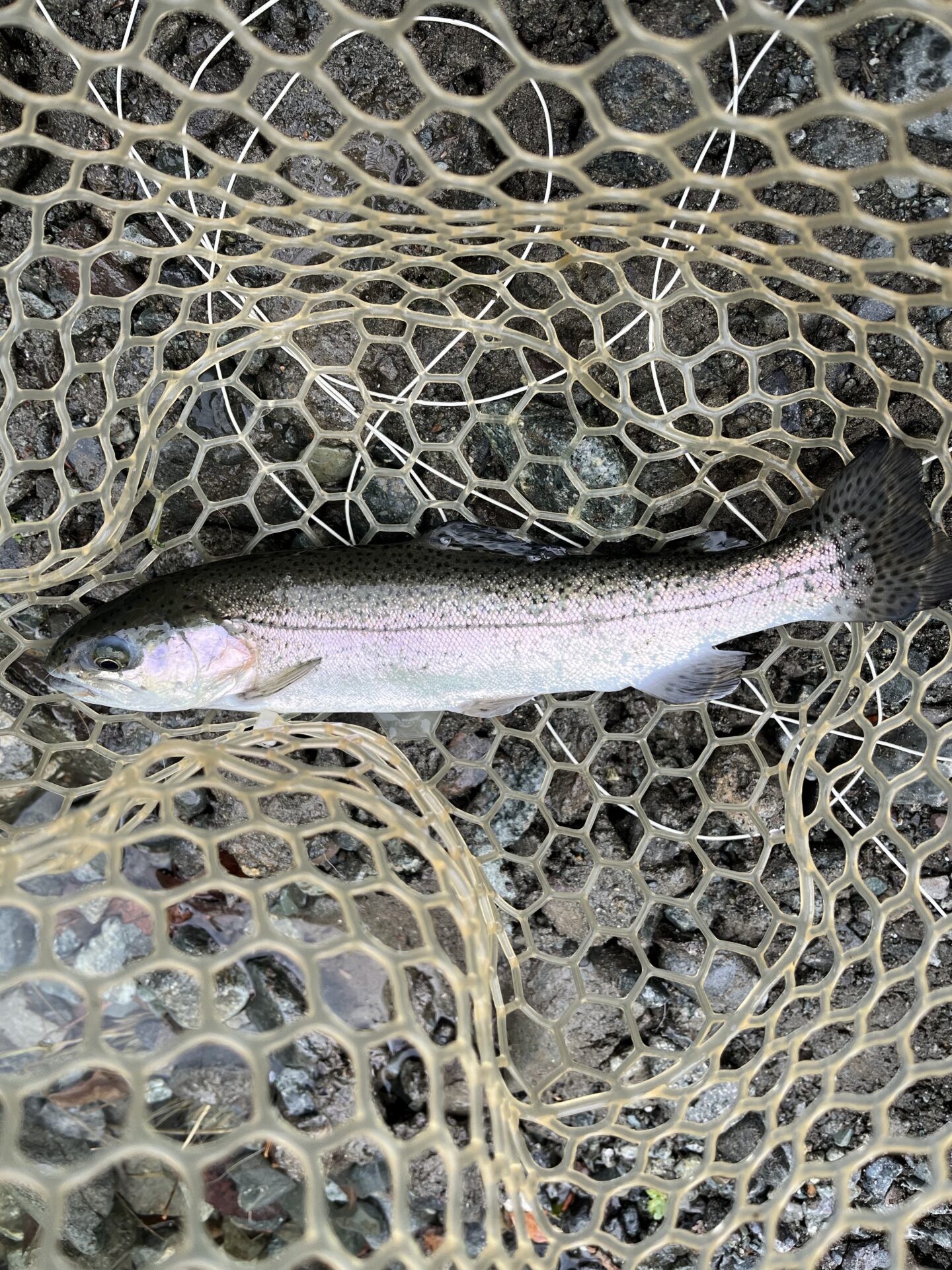 虹鱒
うらたん
12:32