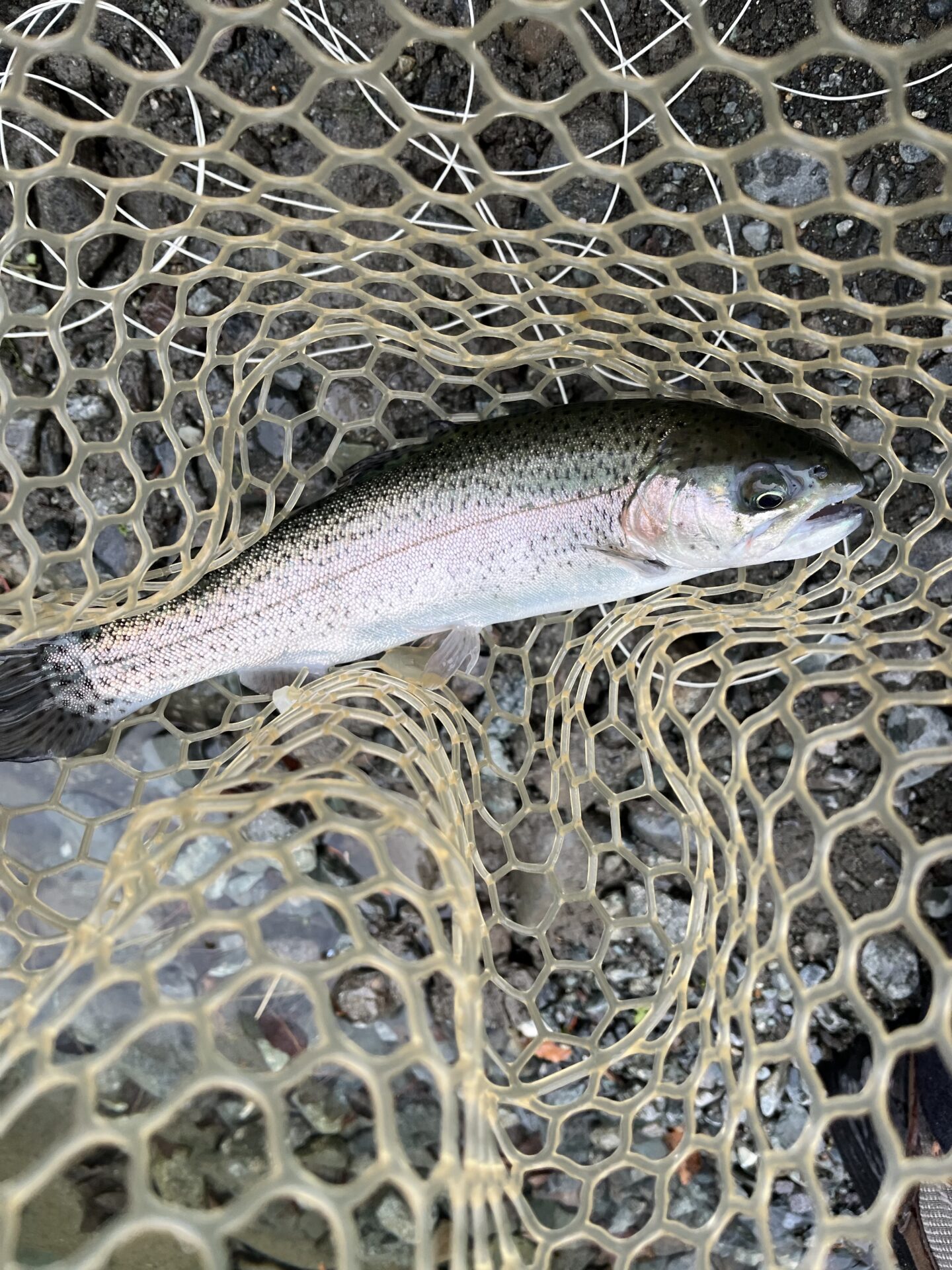 虹鱒
うらたん
12:36
