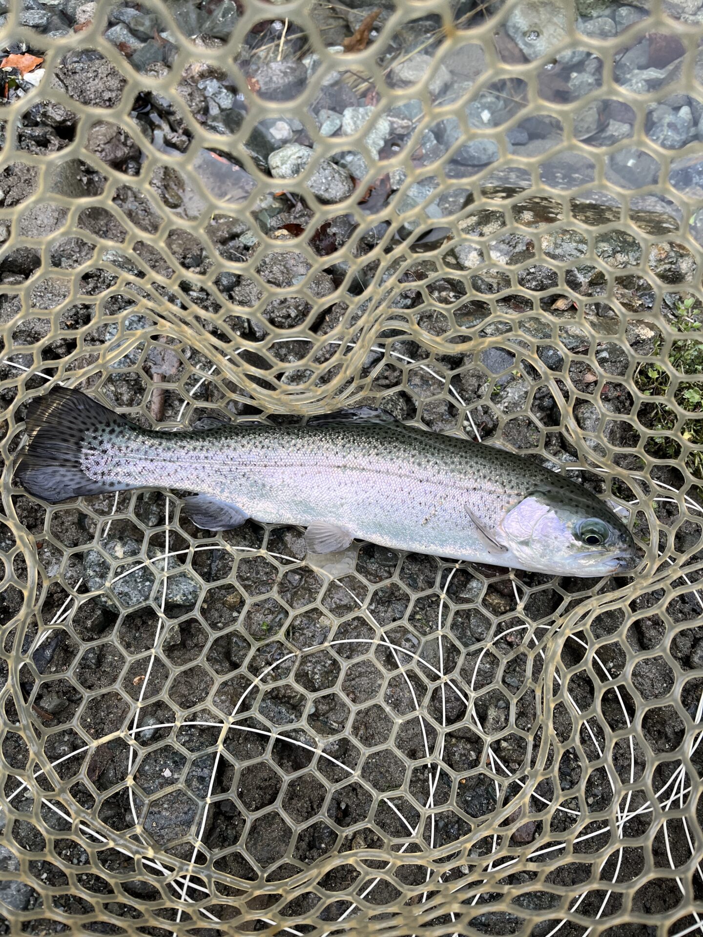 虹鱒
うらたん
12:45
